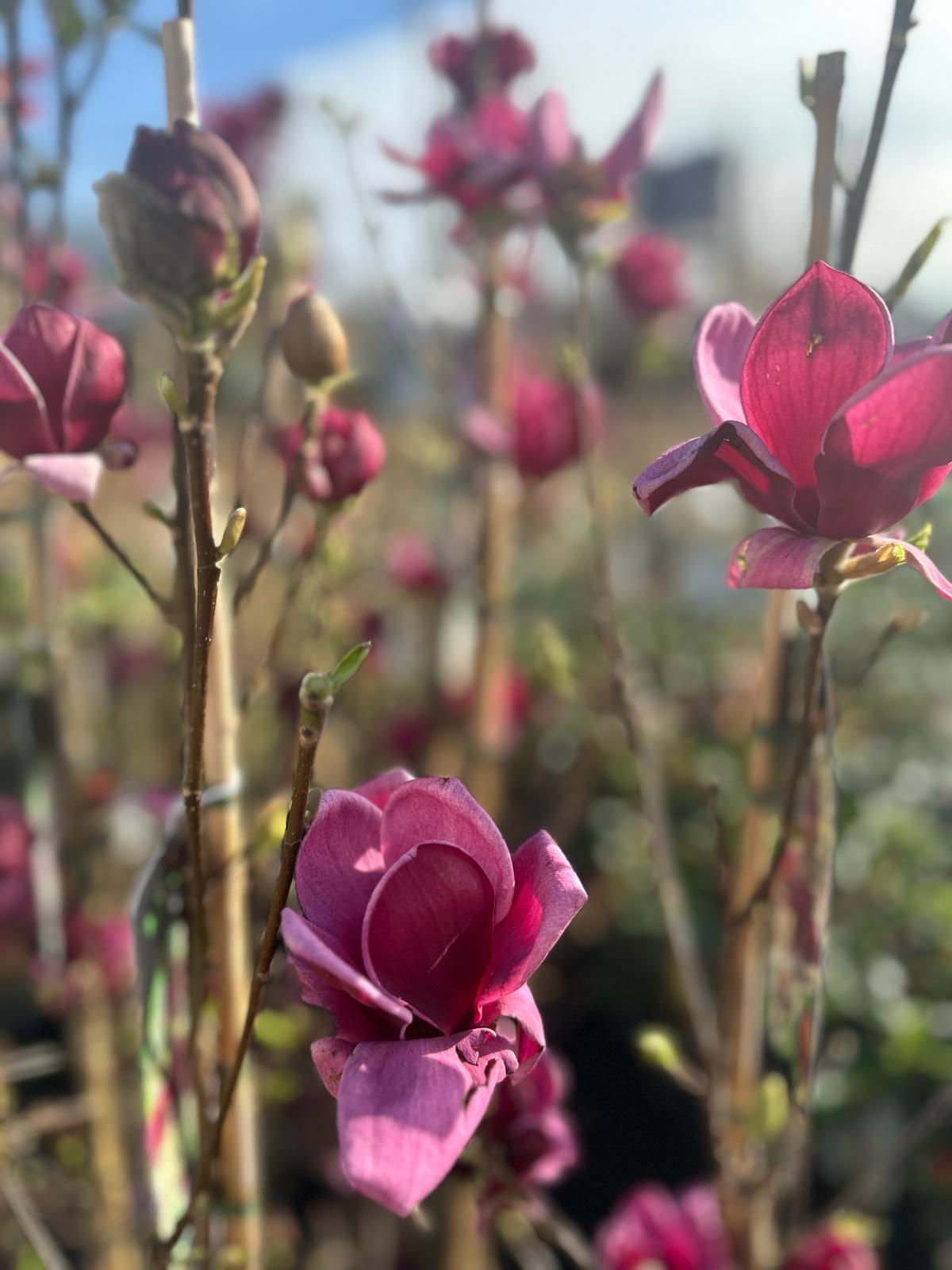 Magnolia Black Tulip (Premium) - la Ghiveci [1]