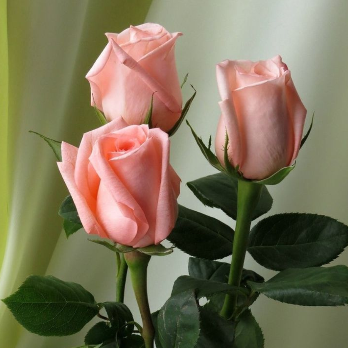 Trandafir Flamingo Buta Anul 2 Ghiveci R d cin Liber Trandafir Flamingo Buta Anul 2 Ghiveci R d cin Liber