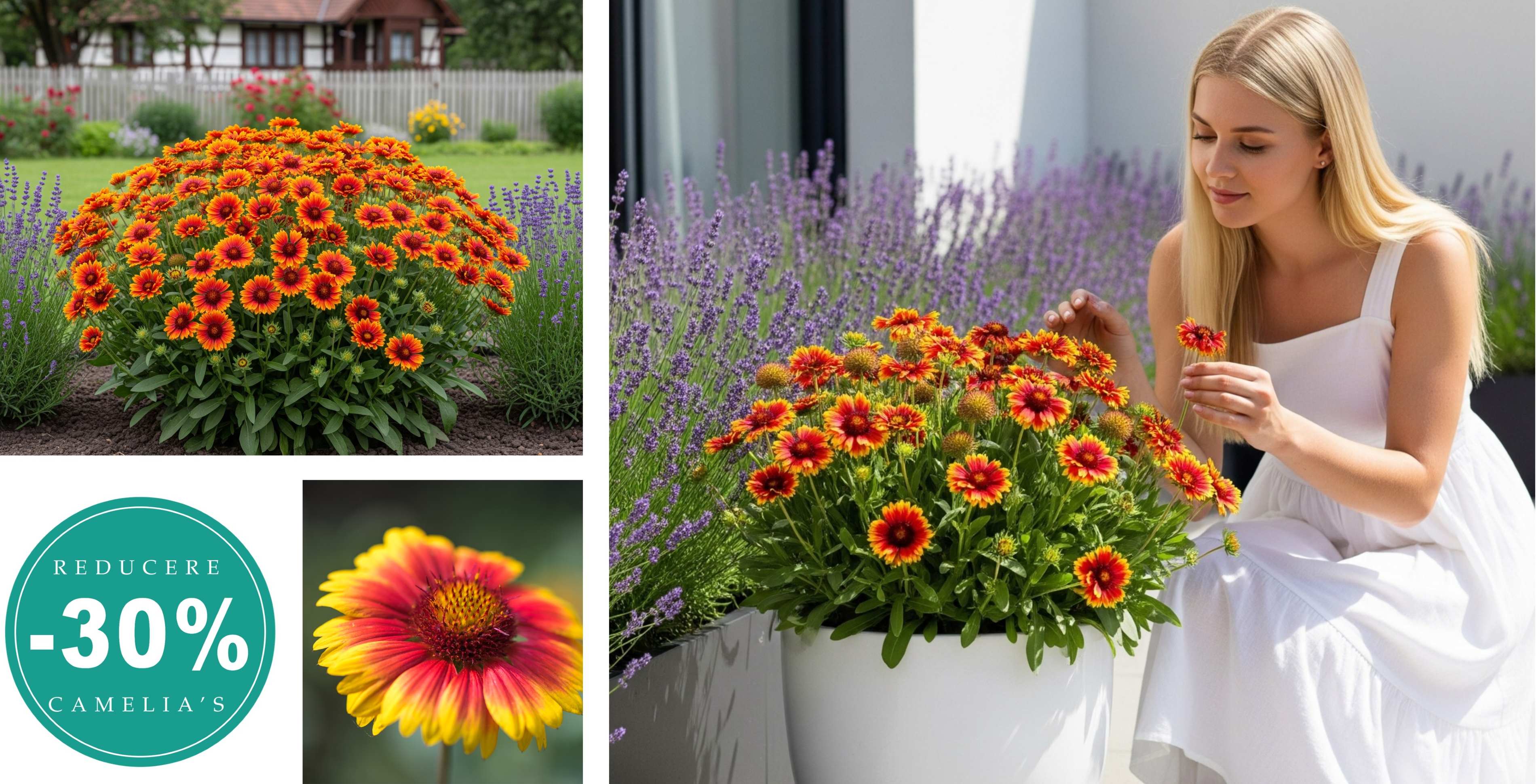 Gaillardia Aristata - o floare perena fabuloasa