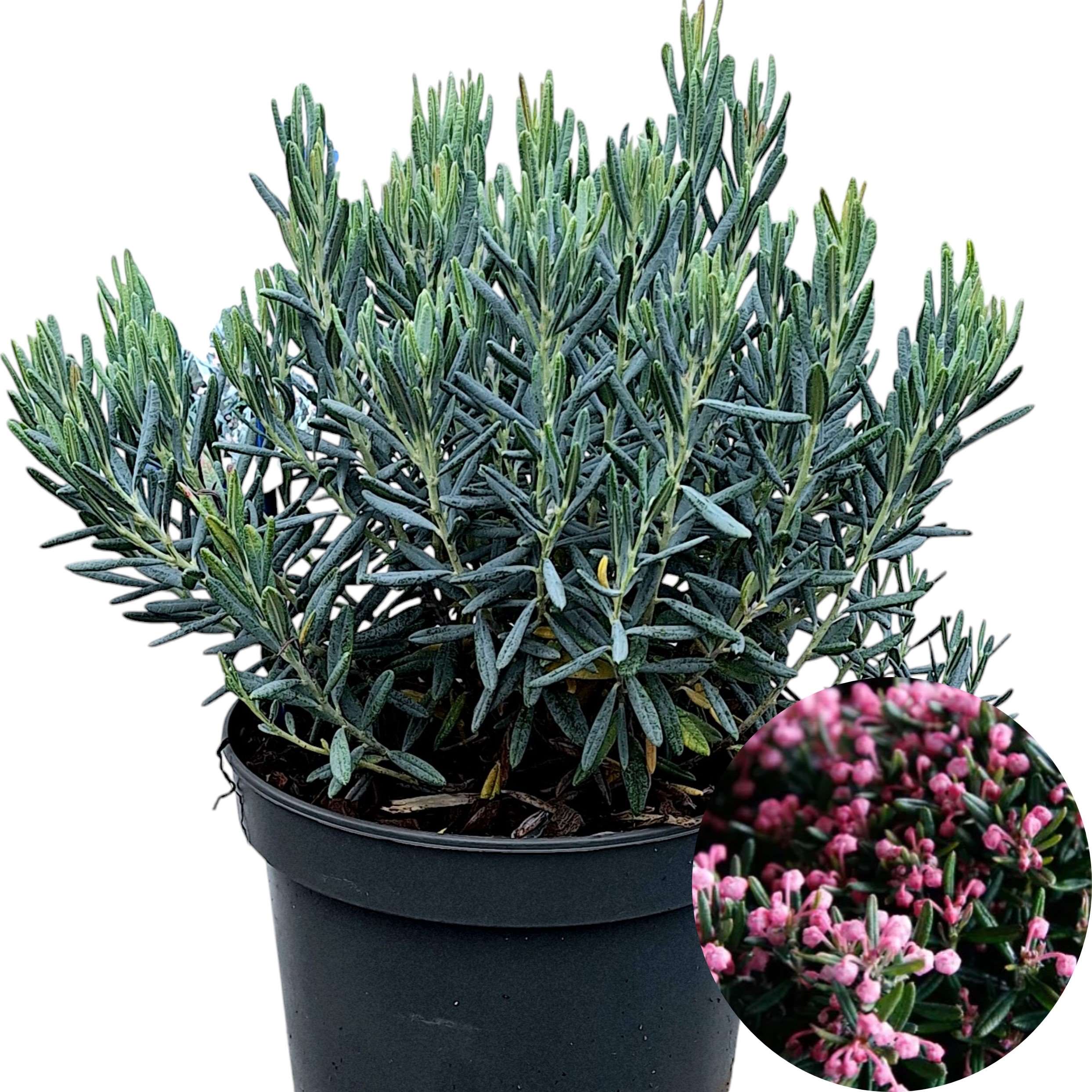 Ghiveci cu Andromeda Polifolia blue Lagoon