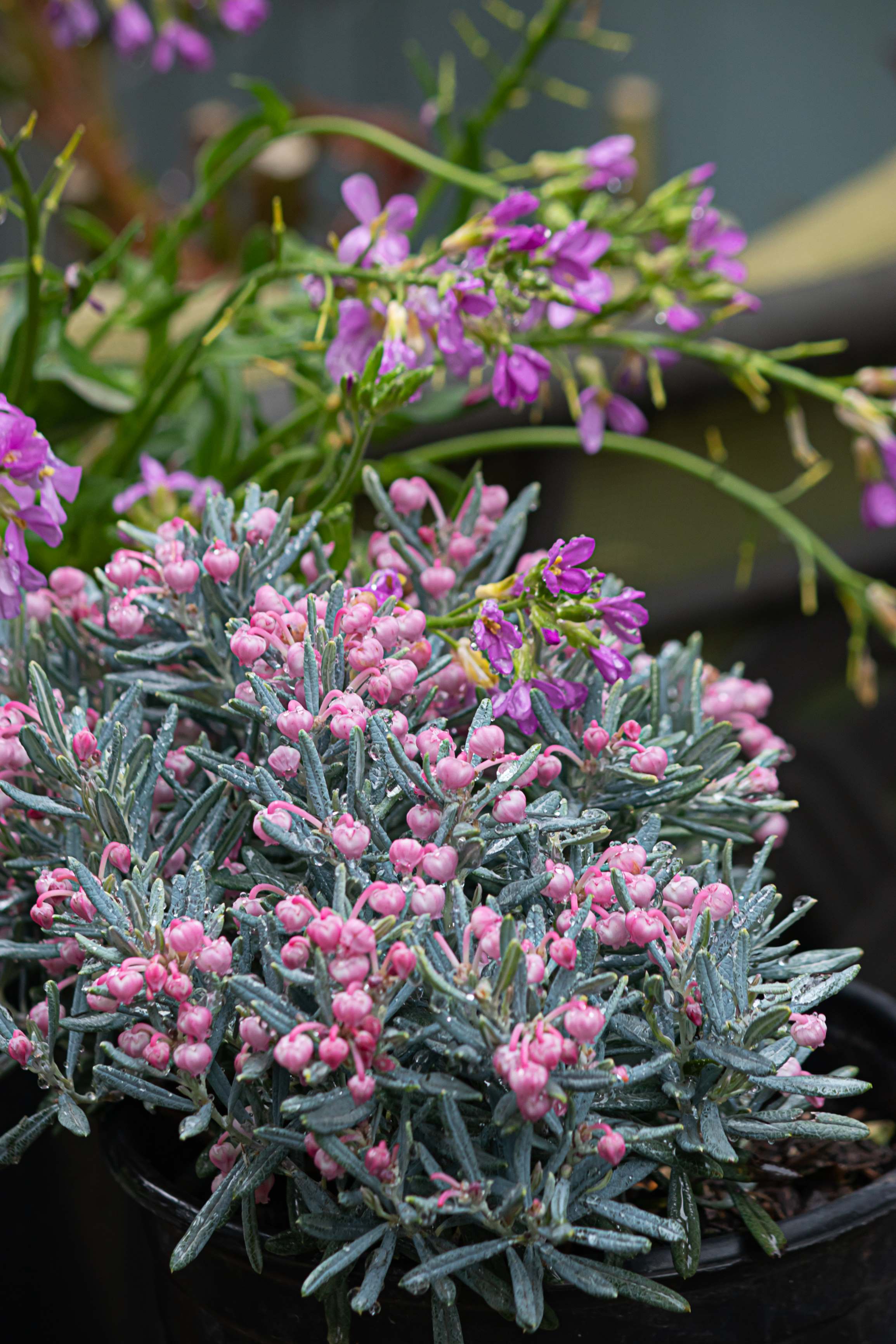 Andromeda Polifolia - Ingrijire