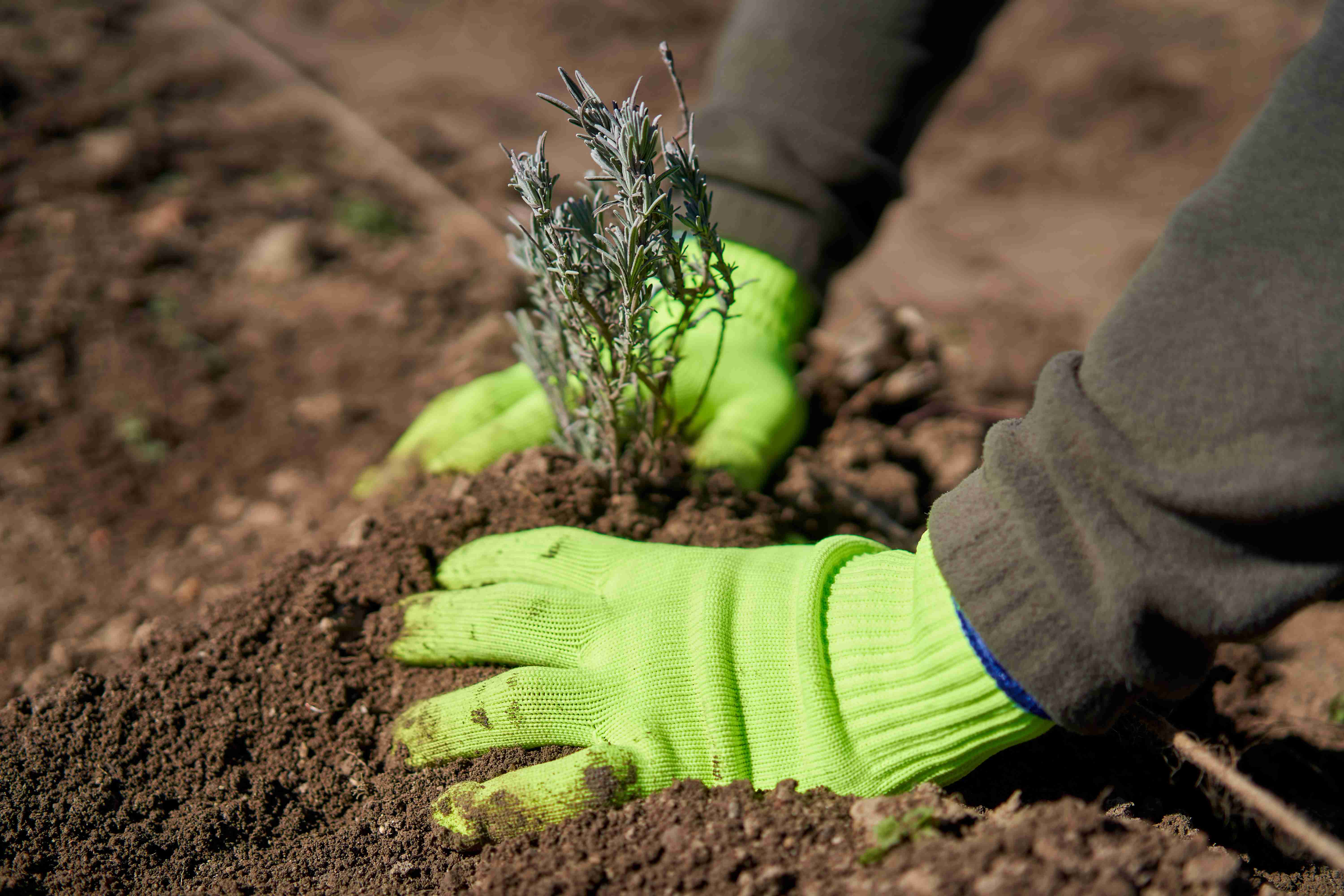 Plantare butasi Lavanda in gradina