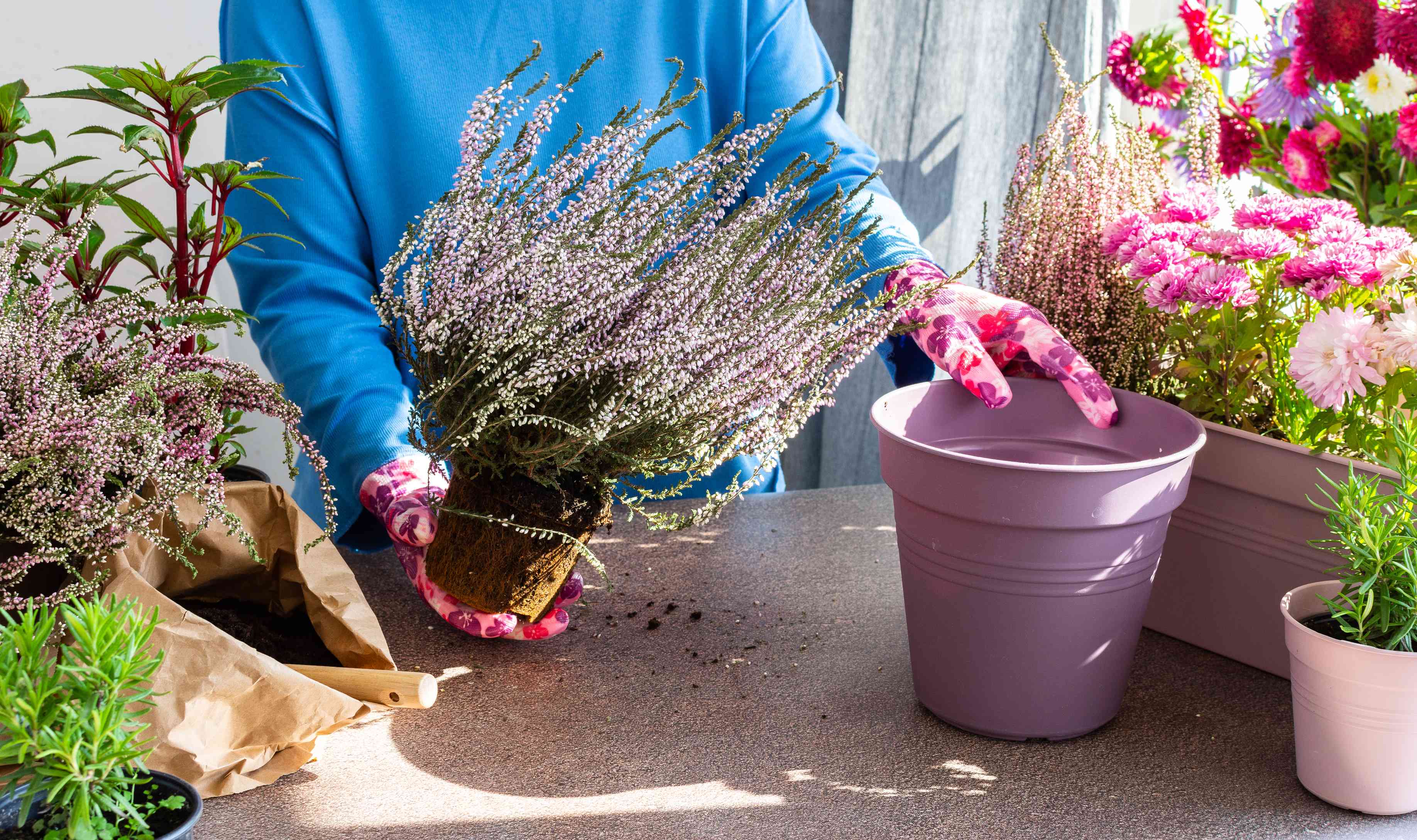 Inmultire Calluna Vulgaris