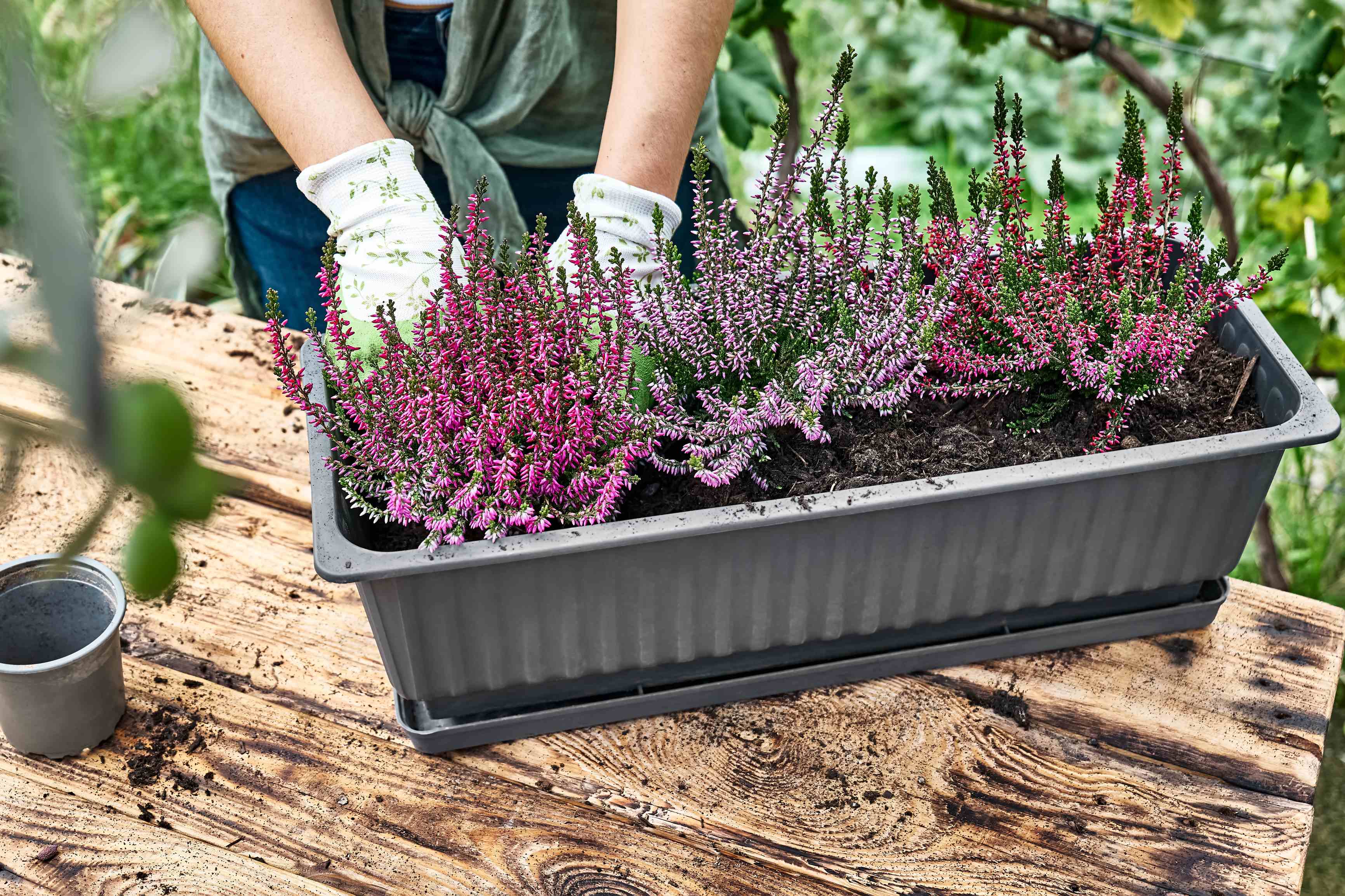Ingrijire Calluna Vulgaris in ghiveci