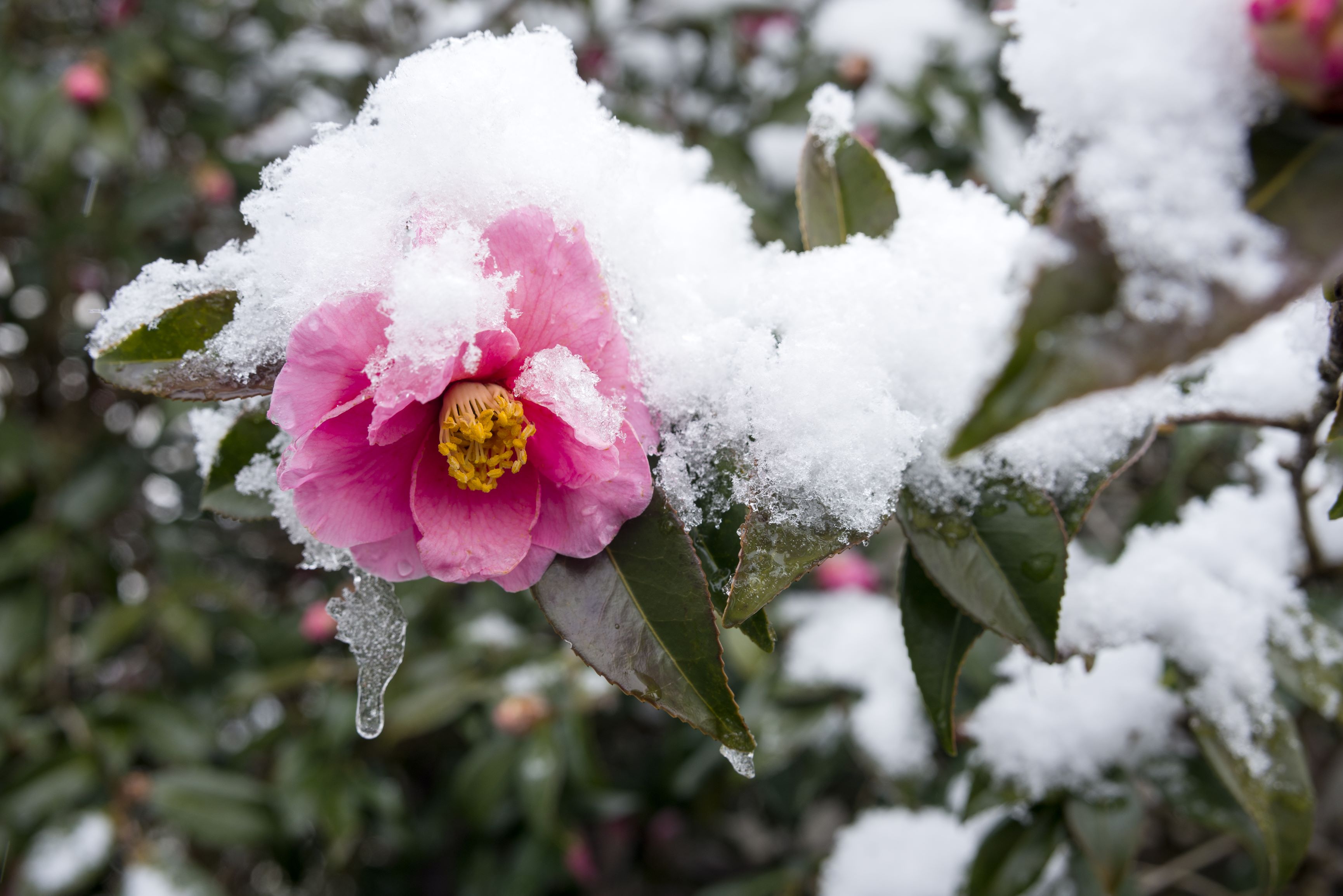 Camelia Japonica în România: O frumusețe rezistentă la frig, iarna?