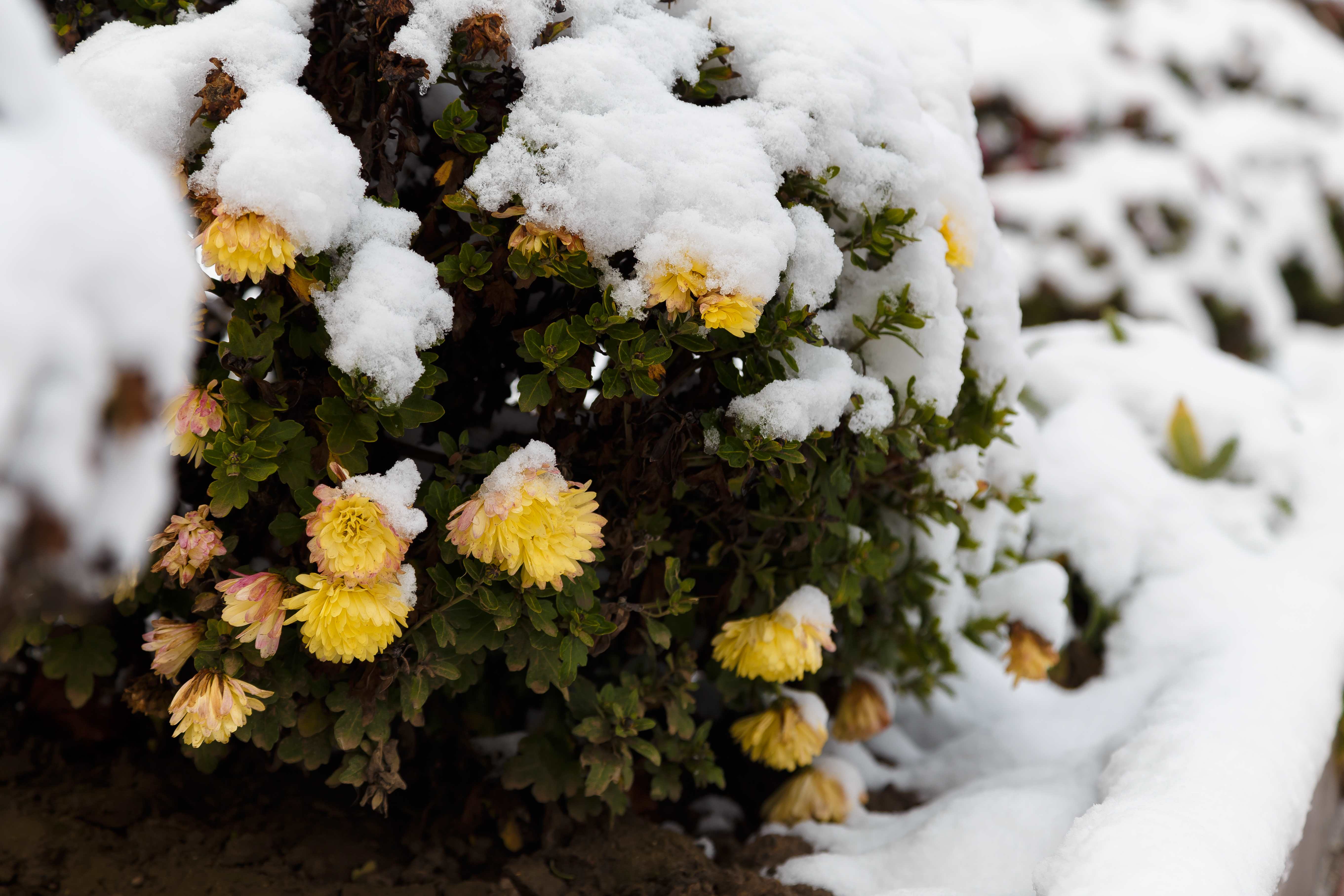 Cum se pastreaza crizantemele iarna?