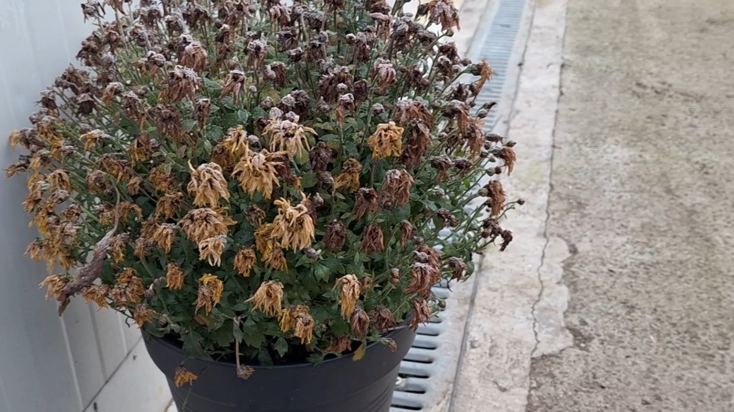 Crizanteme Iarna - netunse