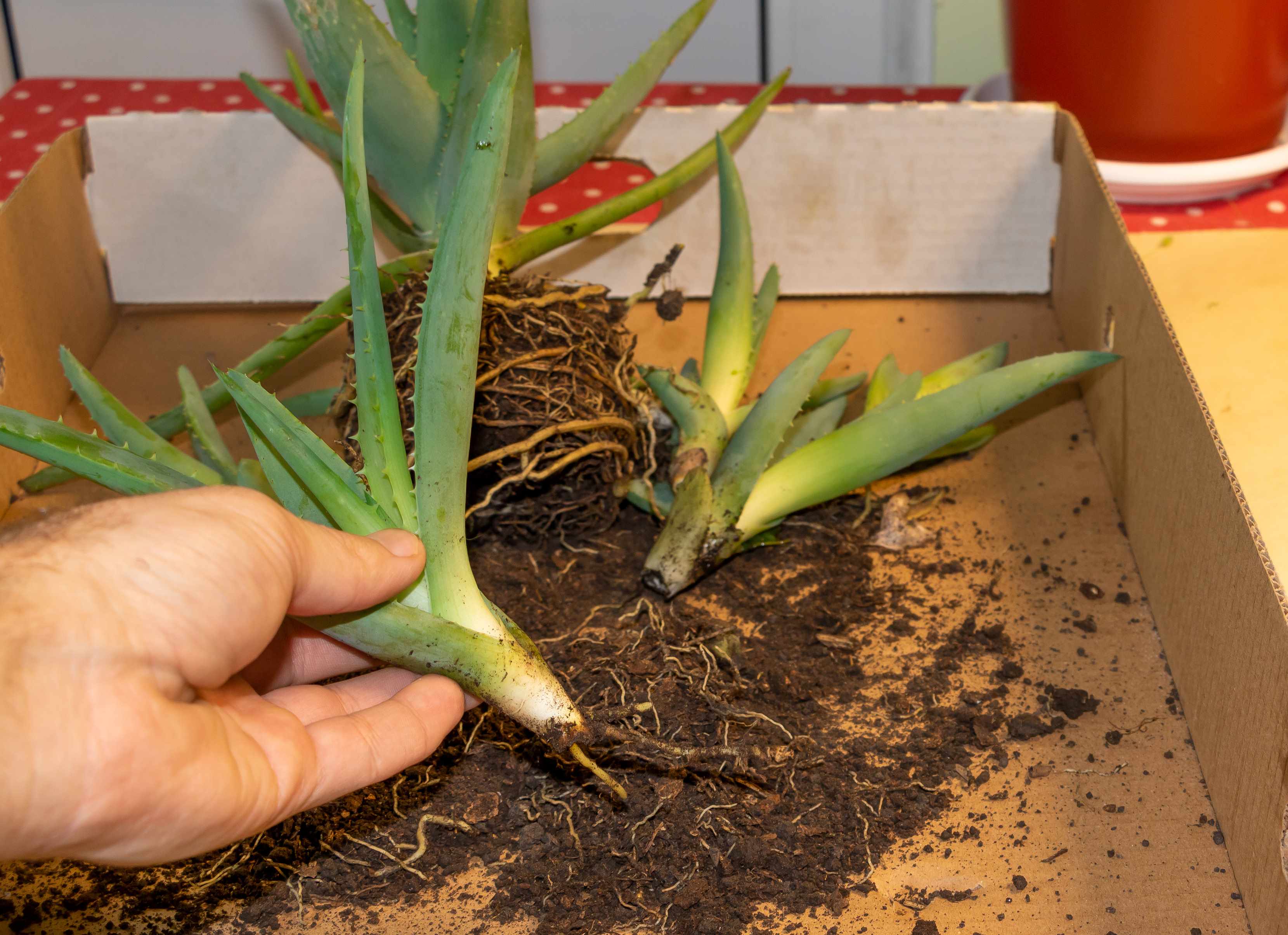 Inmultire Aloe Vera prin butasi