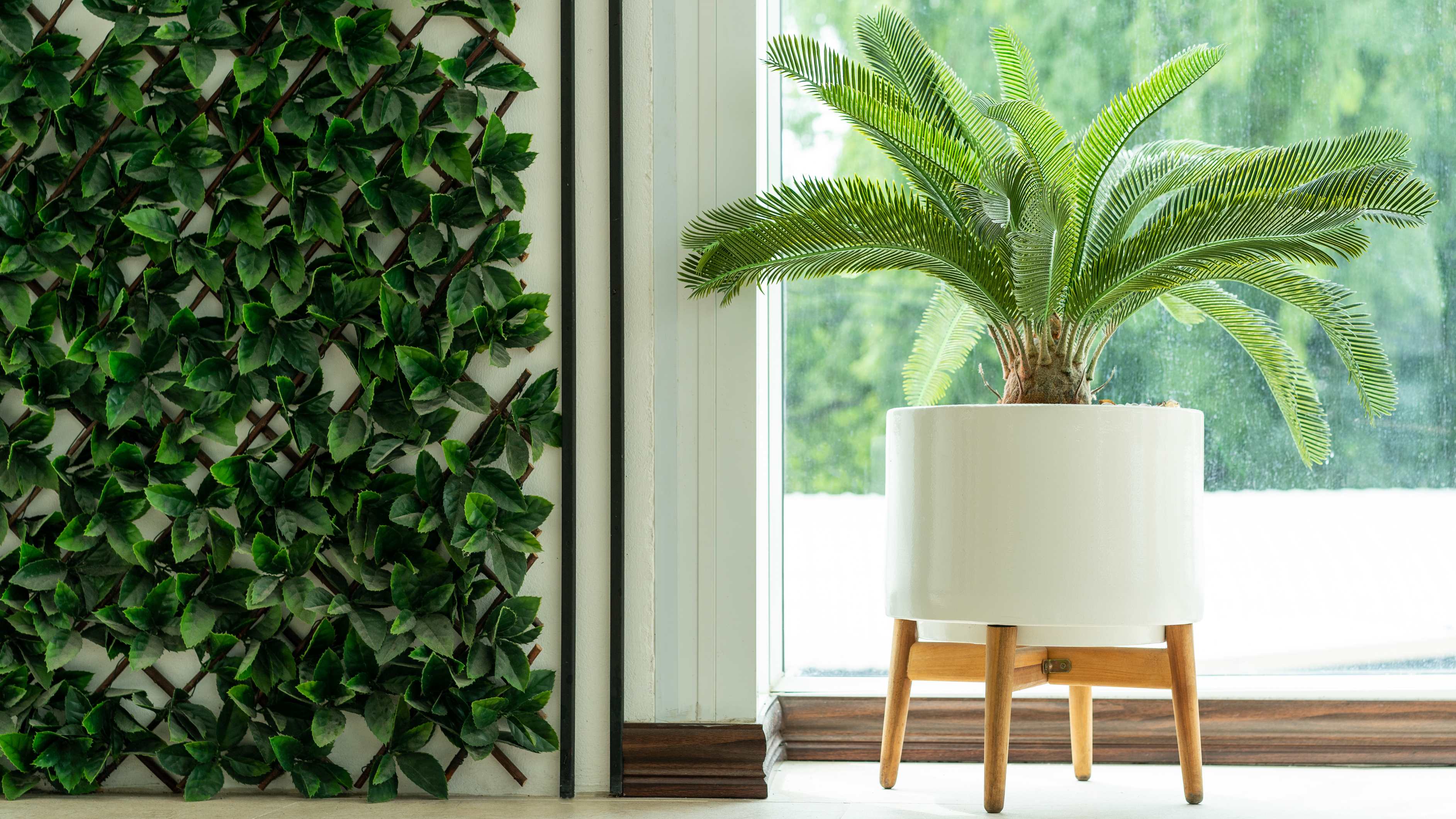 Cum să îngrijești corect Palmierul Cycas Revoluta: Ghid complet pentru o plantă exotică în casa ta