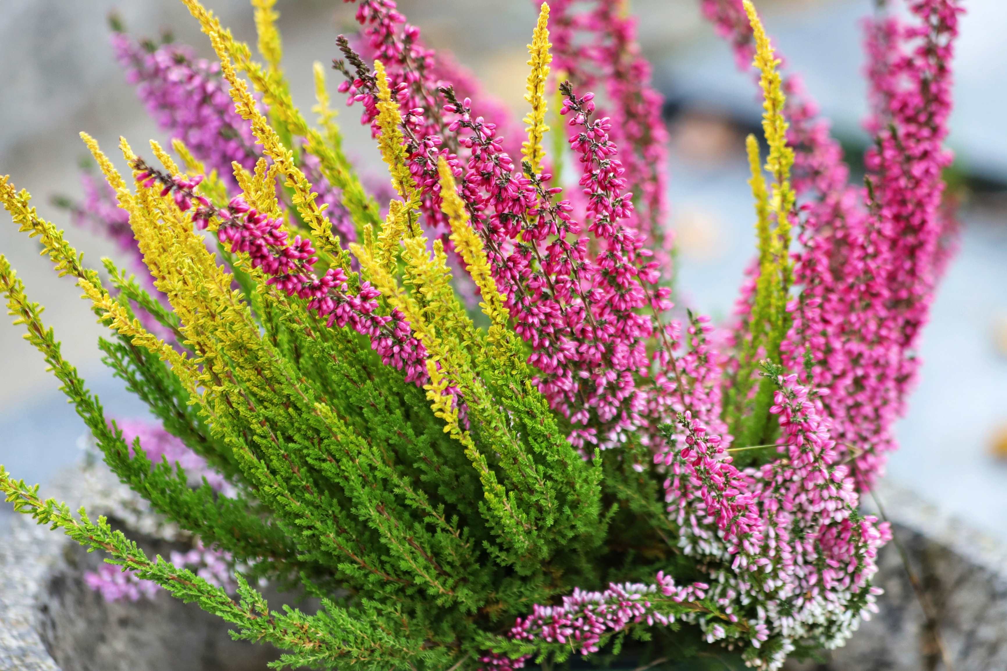 De ce se usucă Calluna vulgaris? Un mister rezolvat!