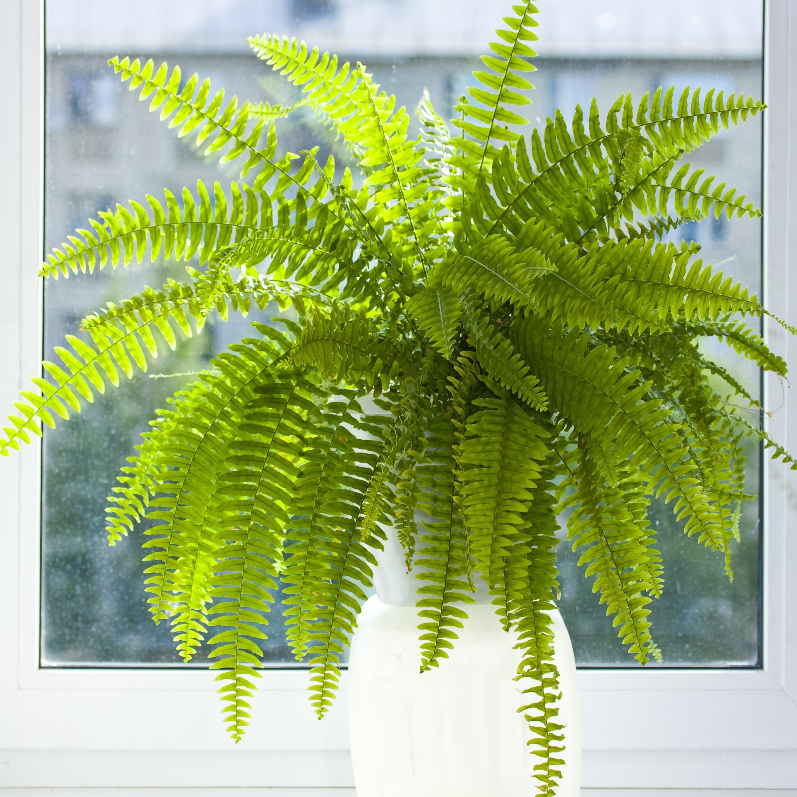 Feriga Interior - Nephrolepis Exaltata