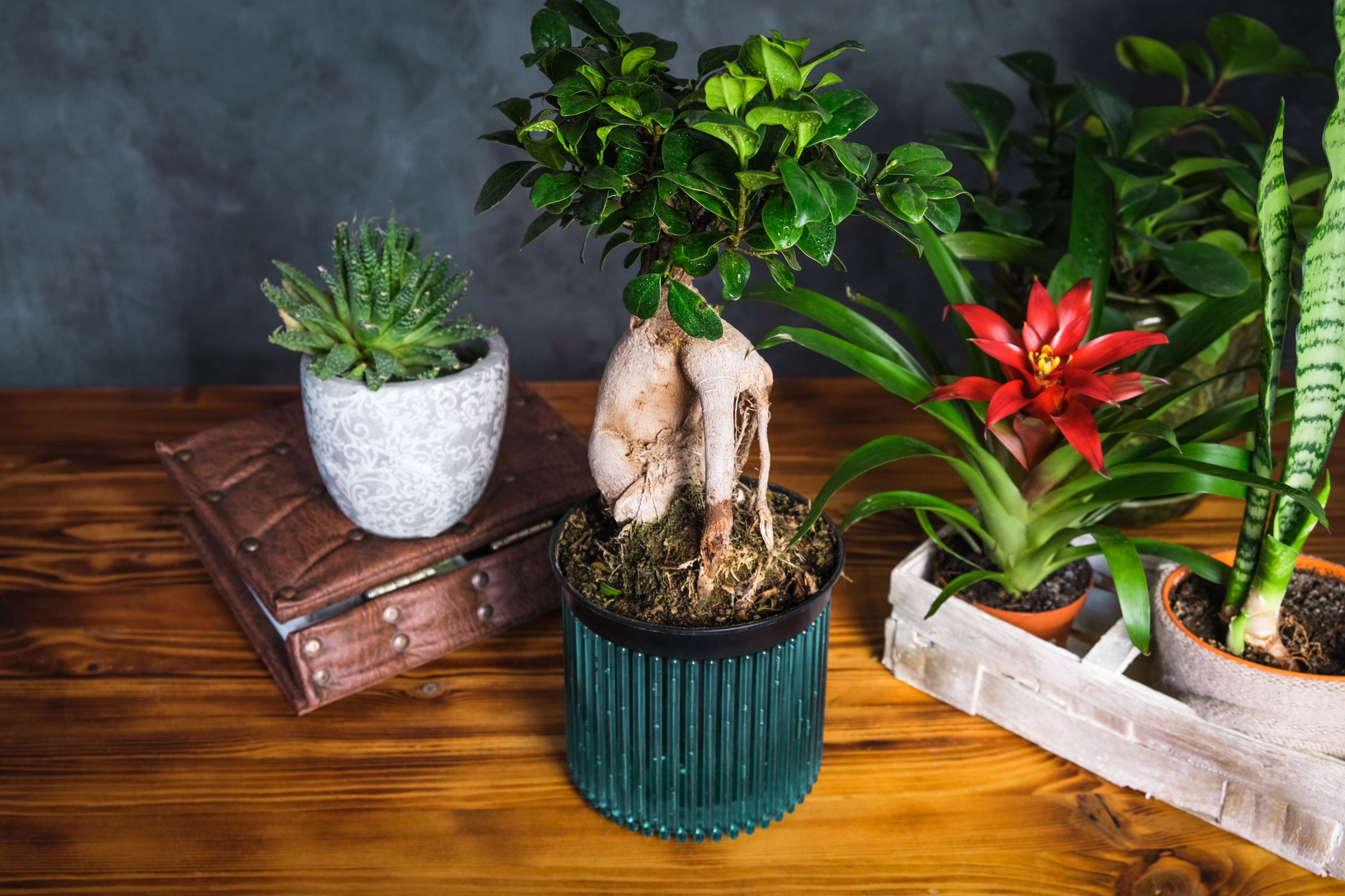 Cum să îngrijești un ficus ginseng negru - bonsai: Ghid complet pentru începători