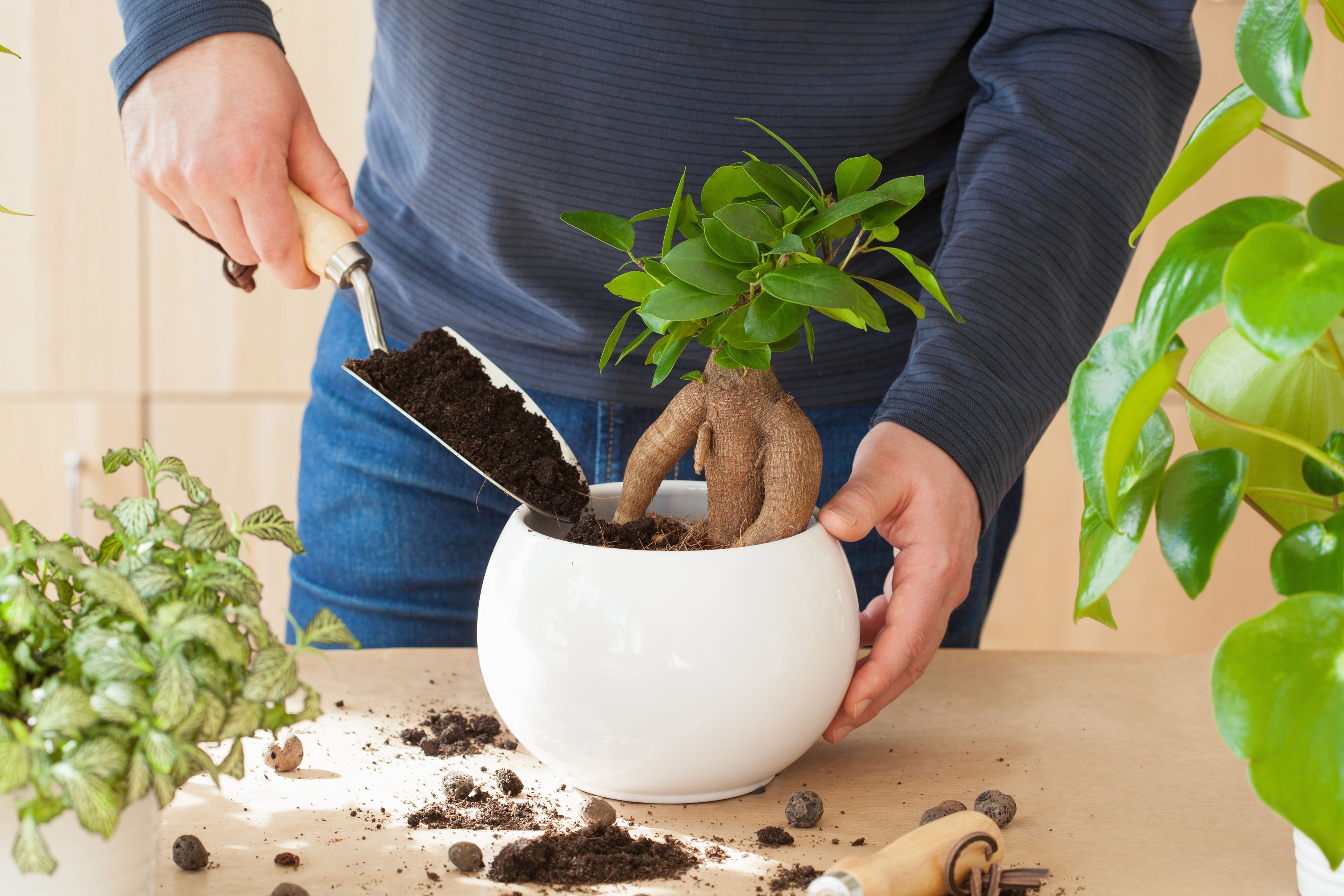 Ingrijire Bonsai Ginseng