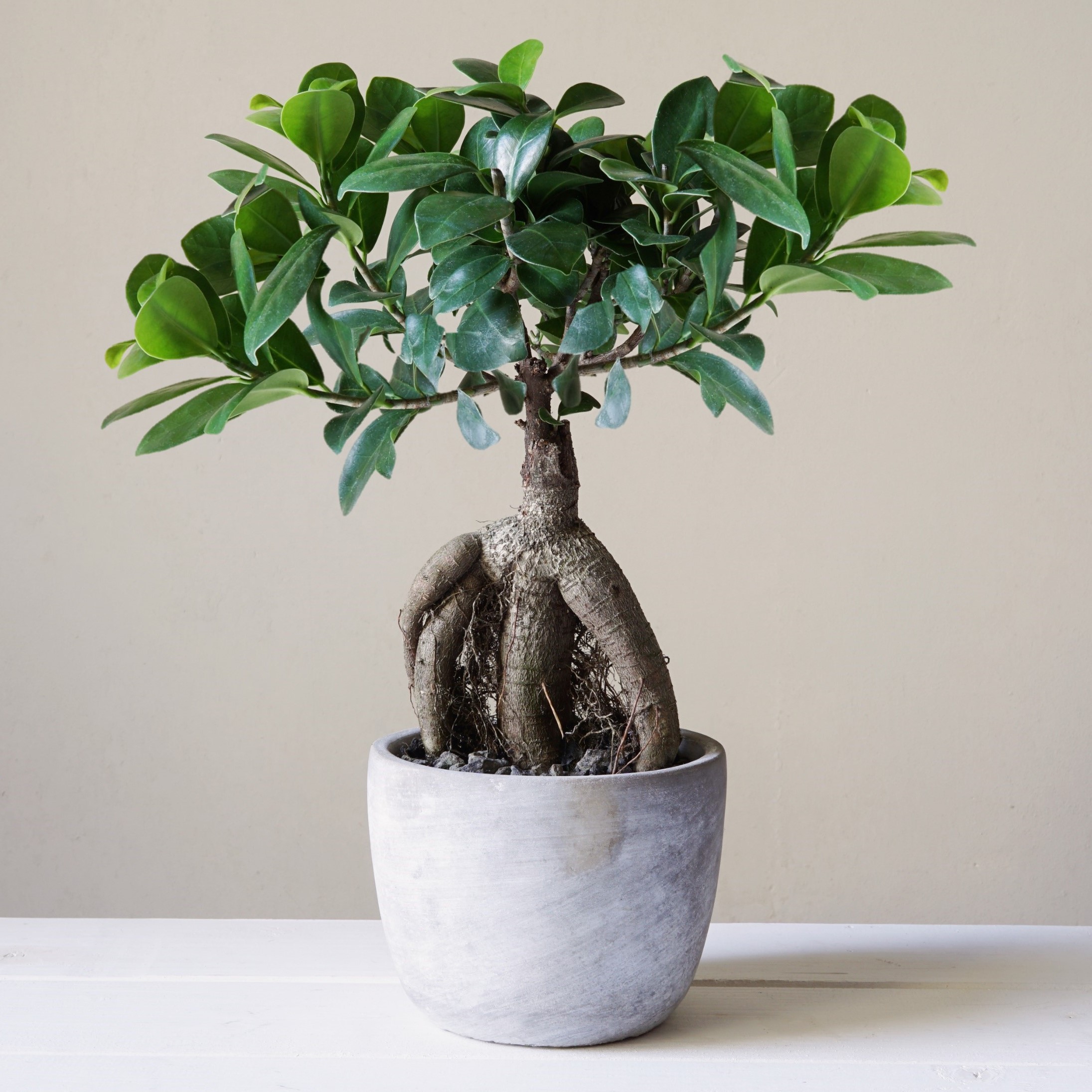 Ghiveci Bonsai Ginseng - Ficus
