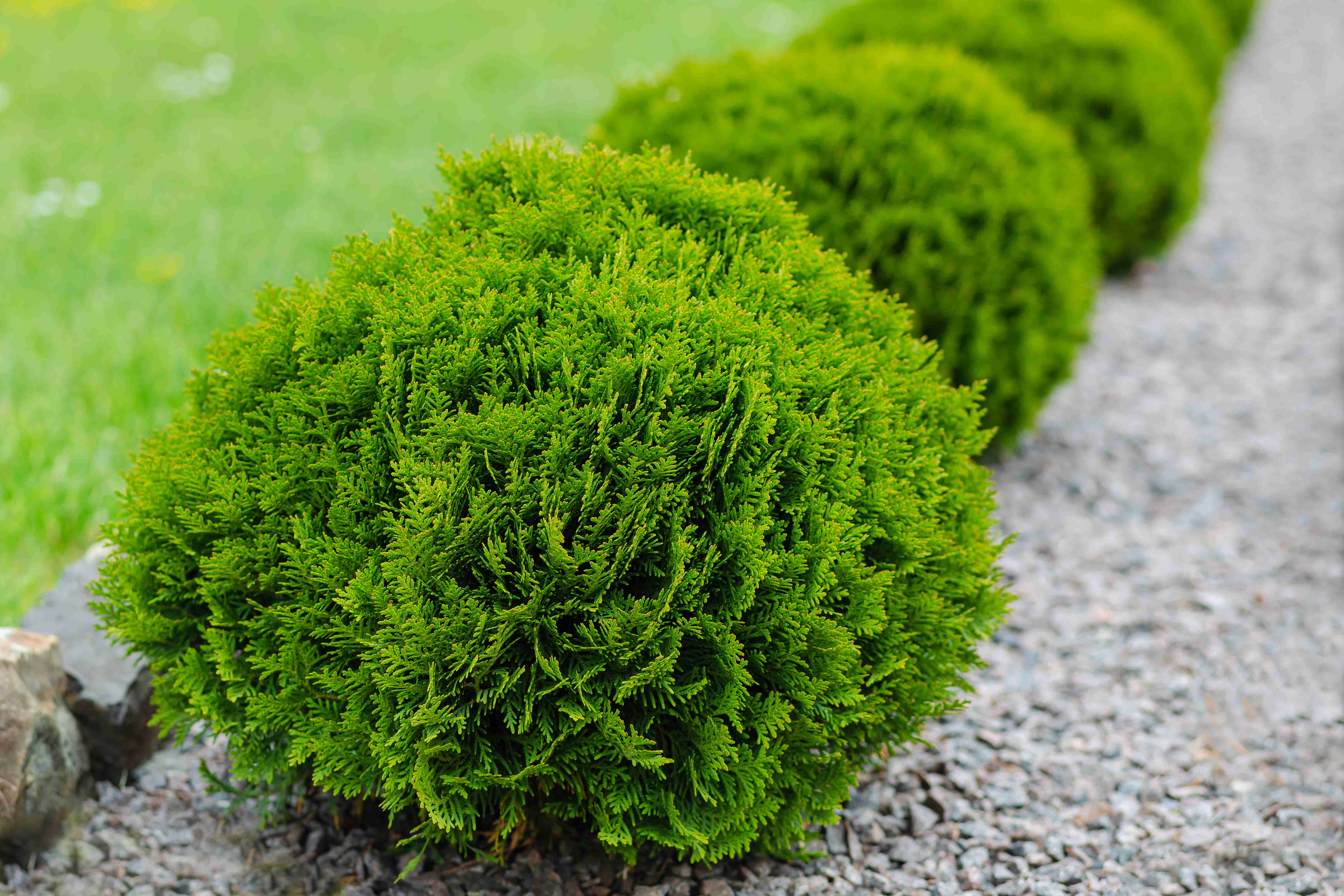 Thuja Occidentalis Danica: Ghidul tău complet pentru îngrijirea acestui conifer pitic