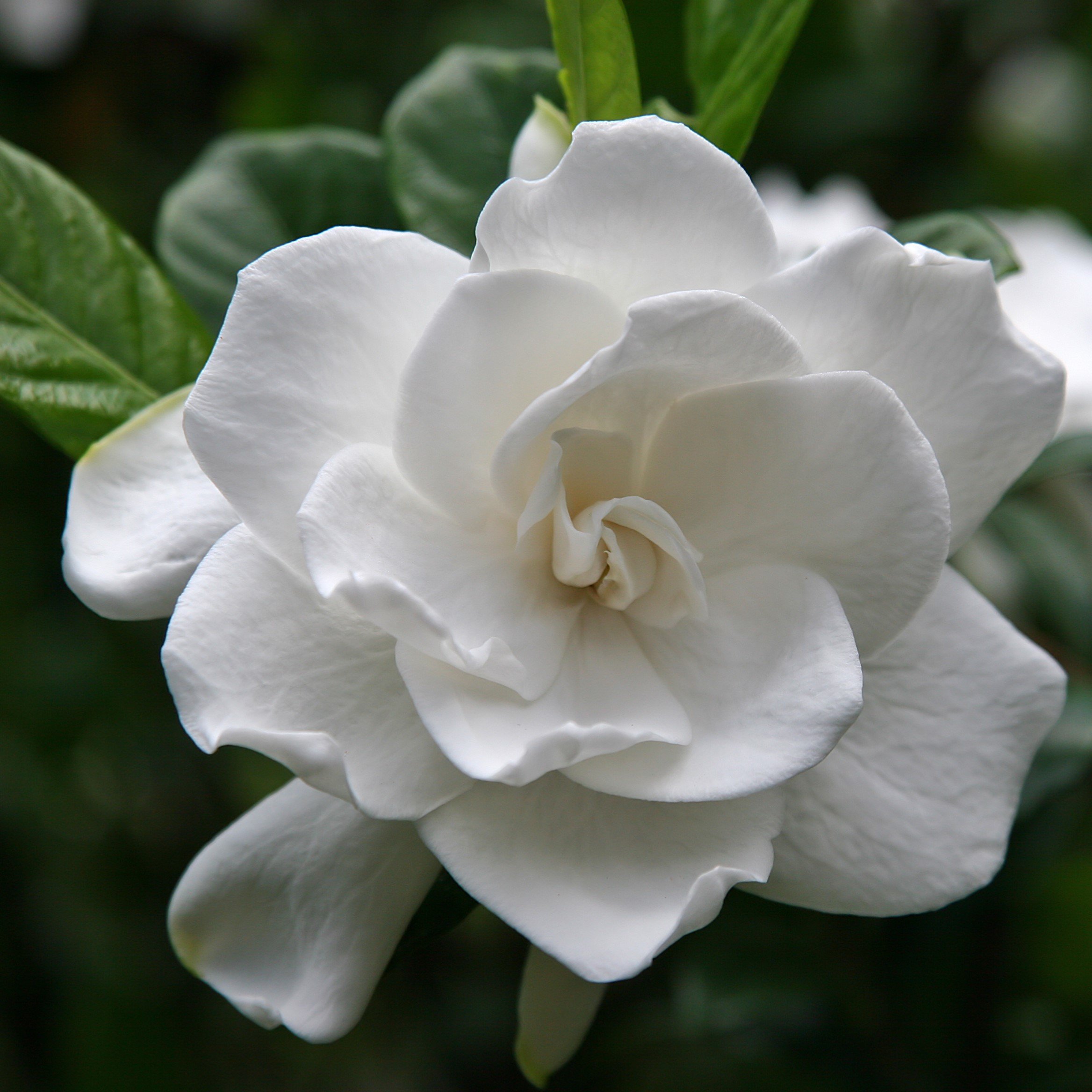 floare gardenia jasminoides