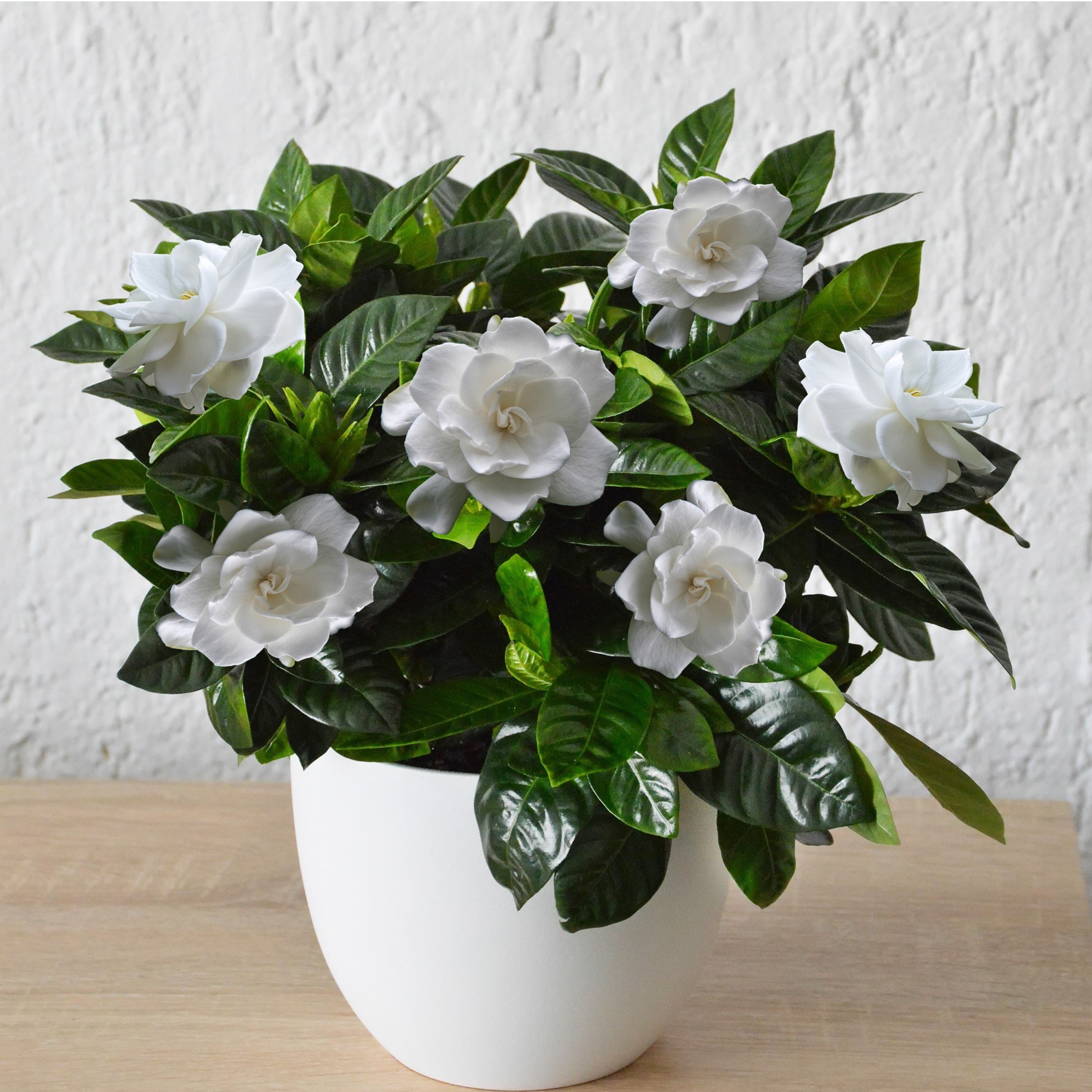 ghiveci cu gardenia jasminoides