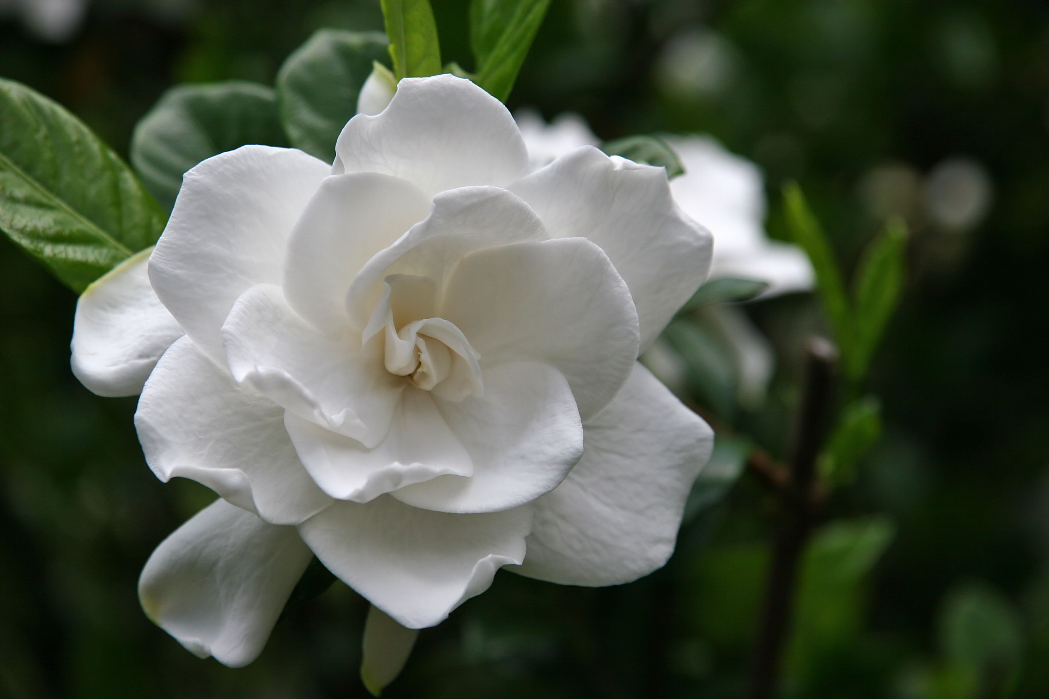 Totul despre Gardenia jasminoides: Ghidul complet pentru îngrijirea acestei flori elegante