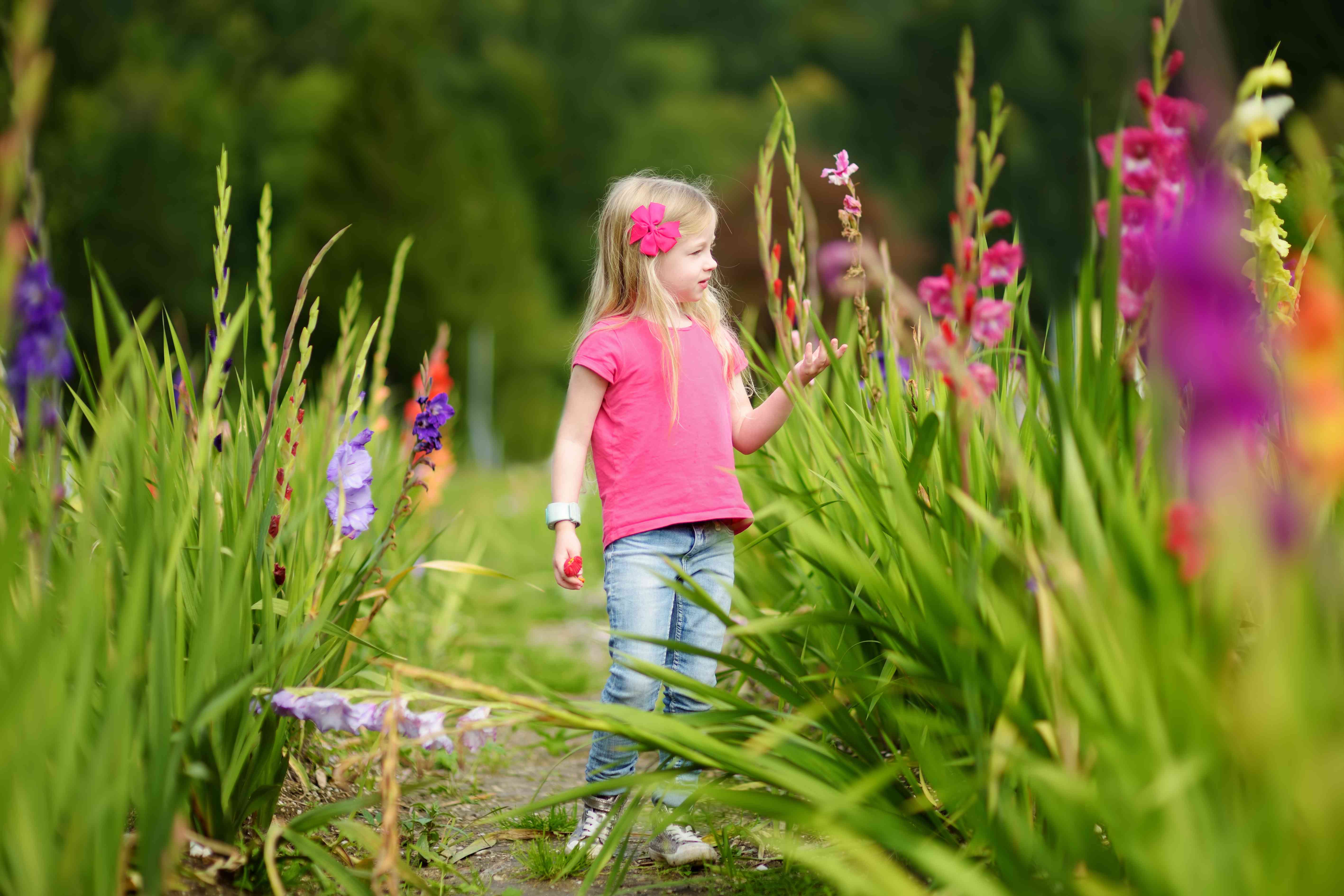 Gladiole - Plantare, Ingrijire si Inmultire