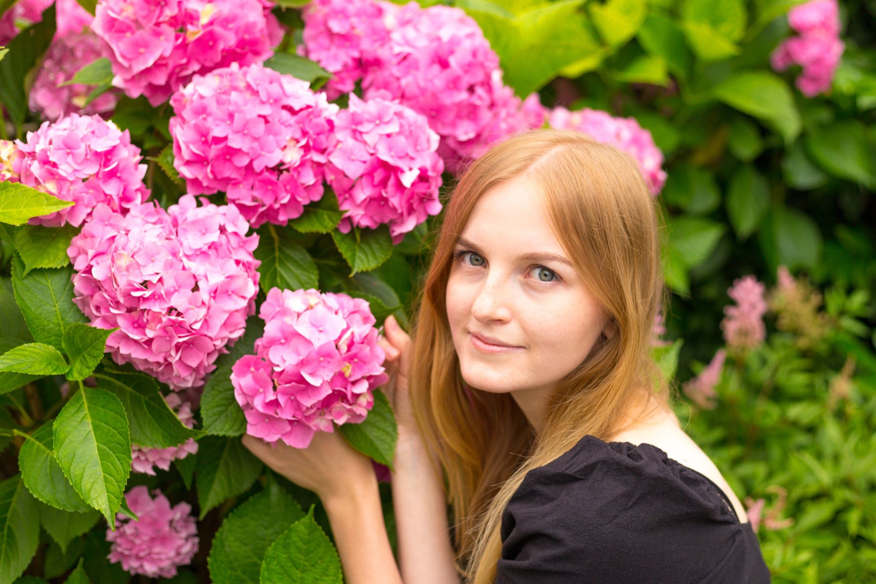 Ingrijire Hortensia – inmultire, plantare, in Ghiveci sau Gradina