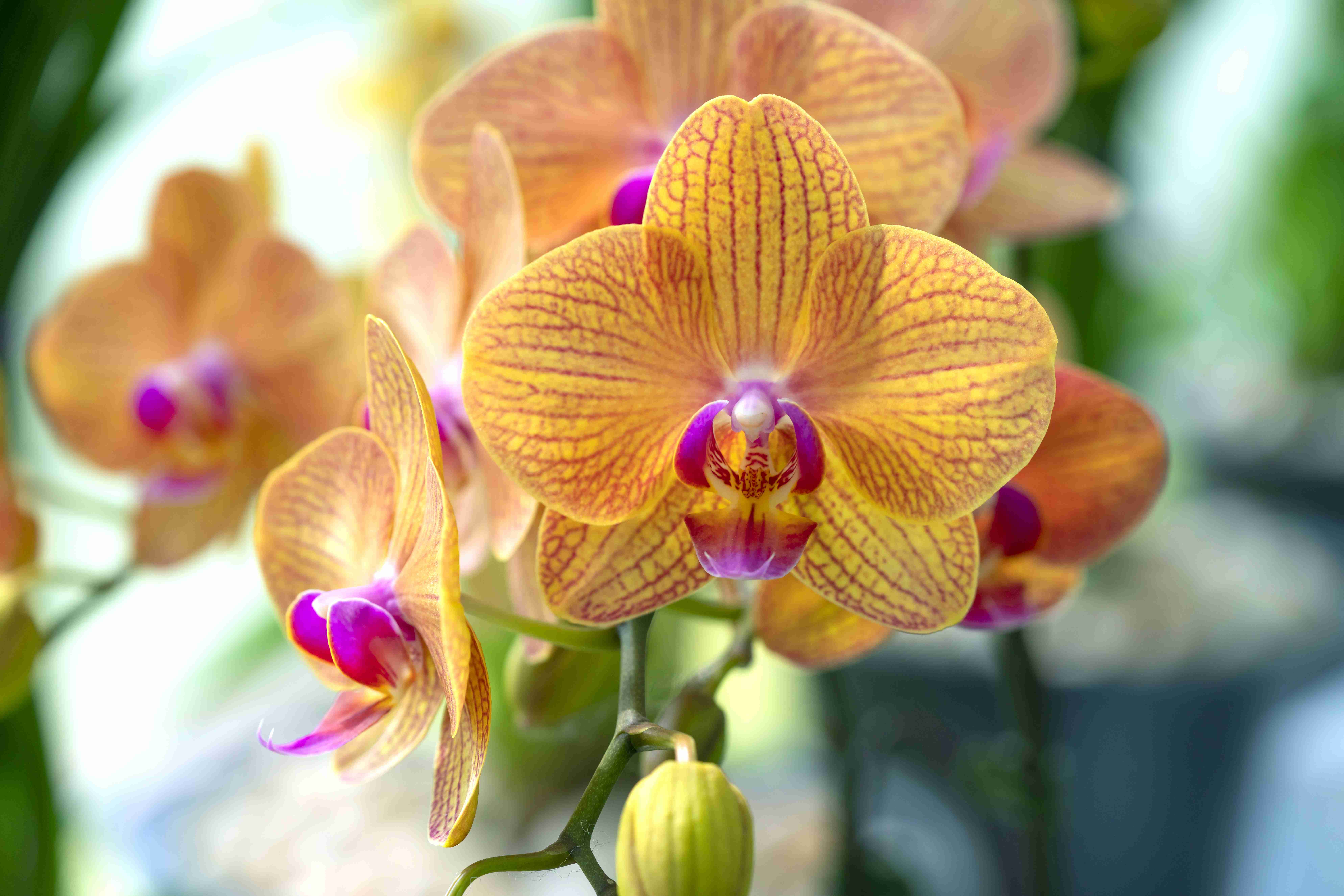 Orhidee Phalaenopsis – Ghid complet de ingrijire!