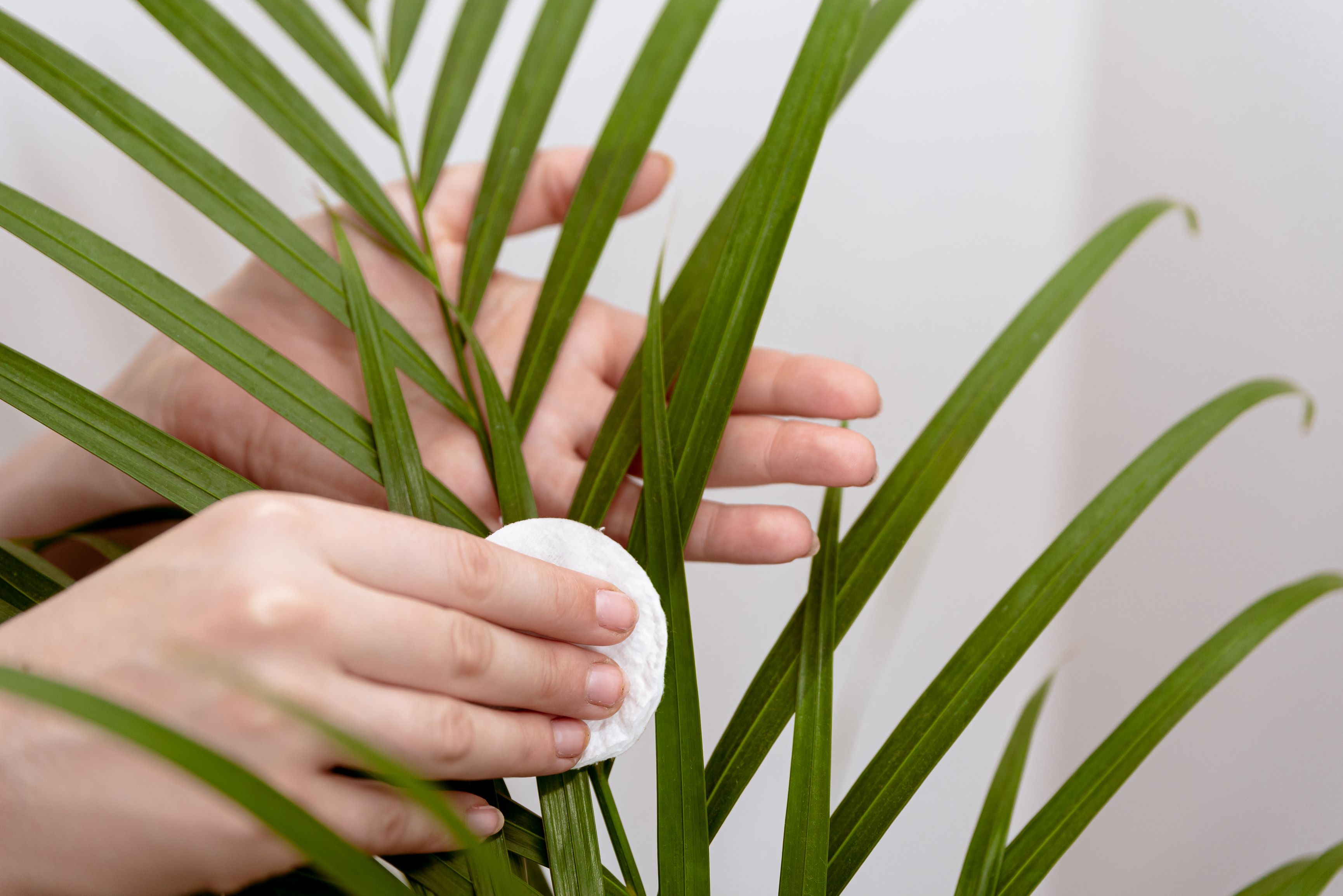 Ingrijire Palmier Areca