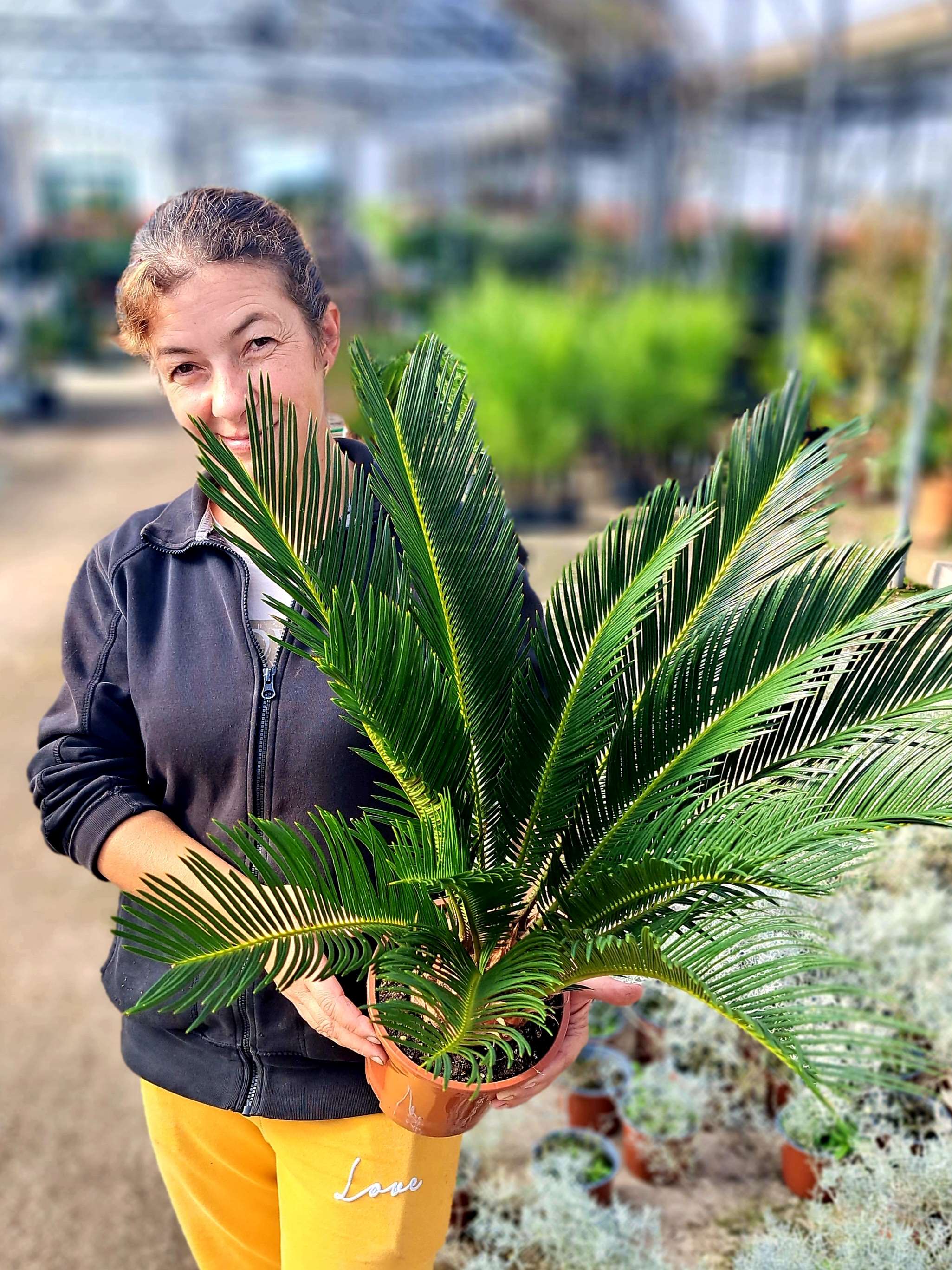 Mod de intretinere Palmier Cycas