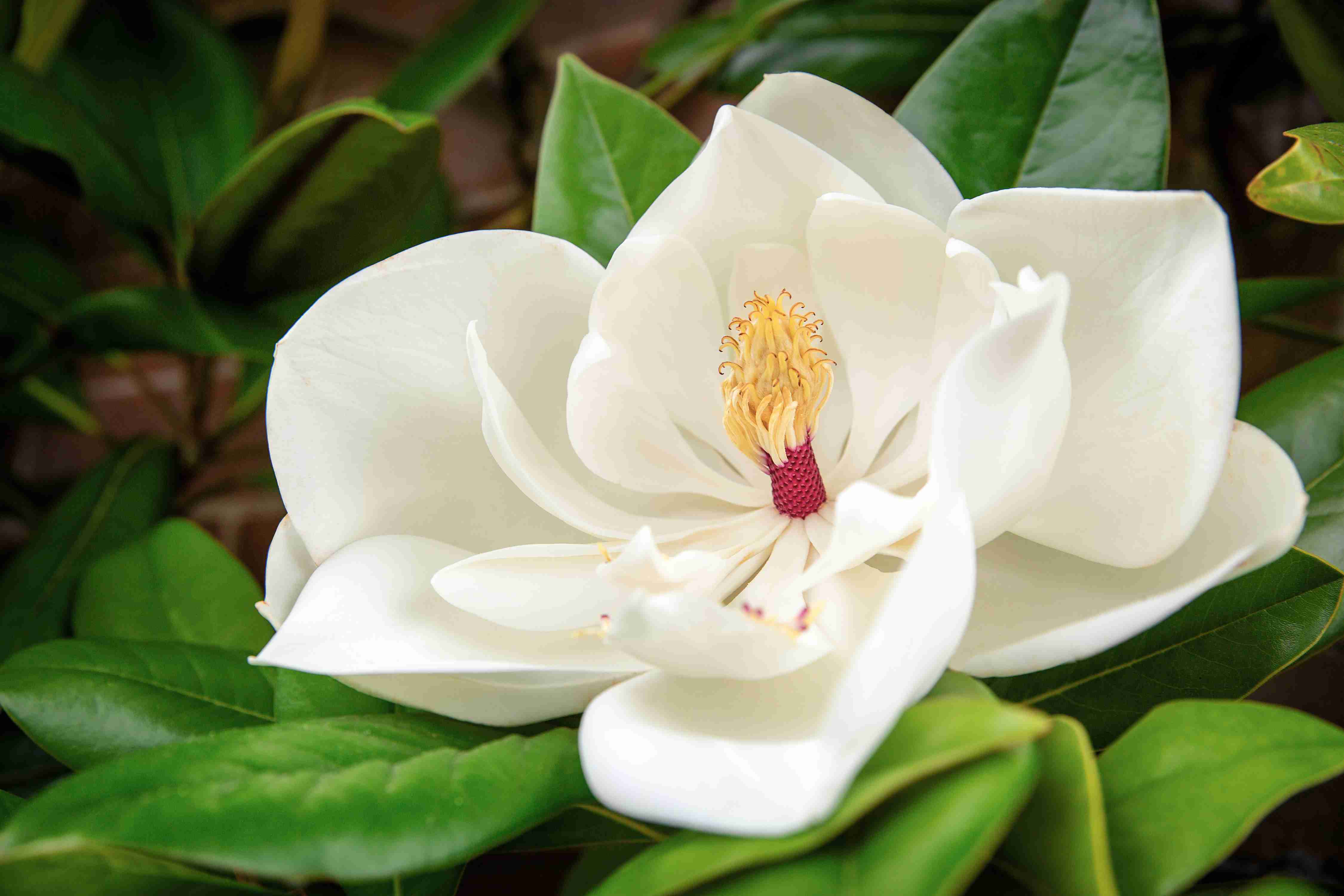 Magnolia grandiflora – copac vesnic verde