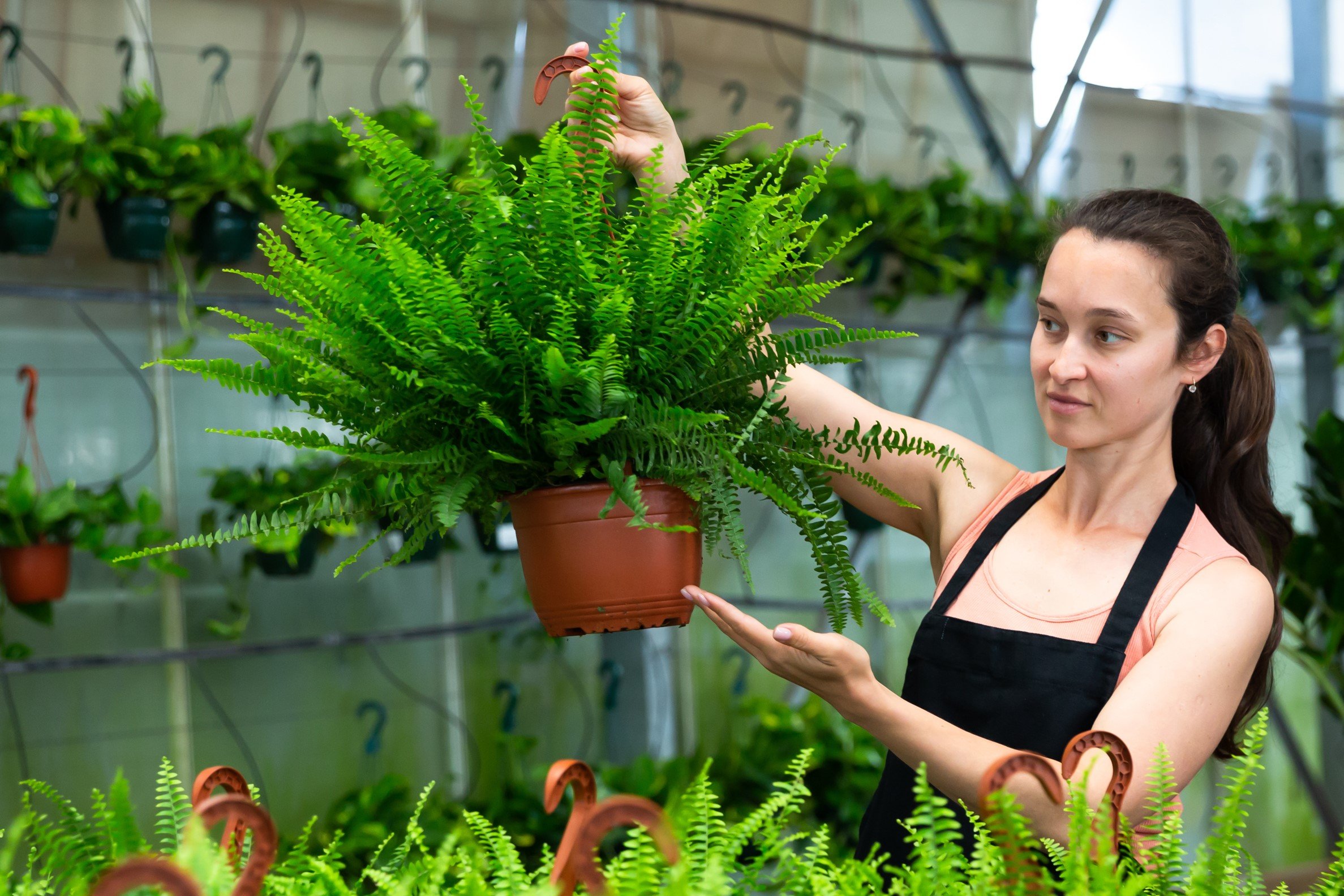 Un ghid complet pentru îngrijirea ferigii de interior: Nephrolepis exaltata