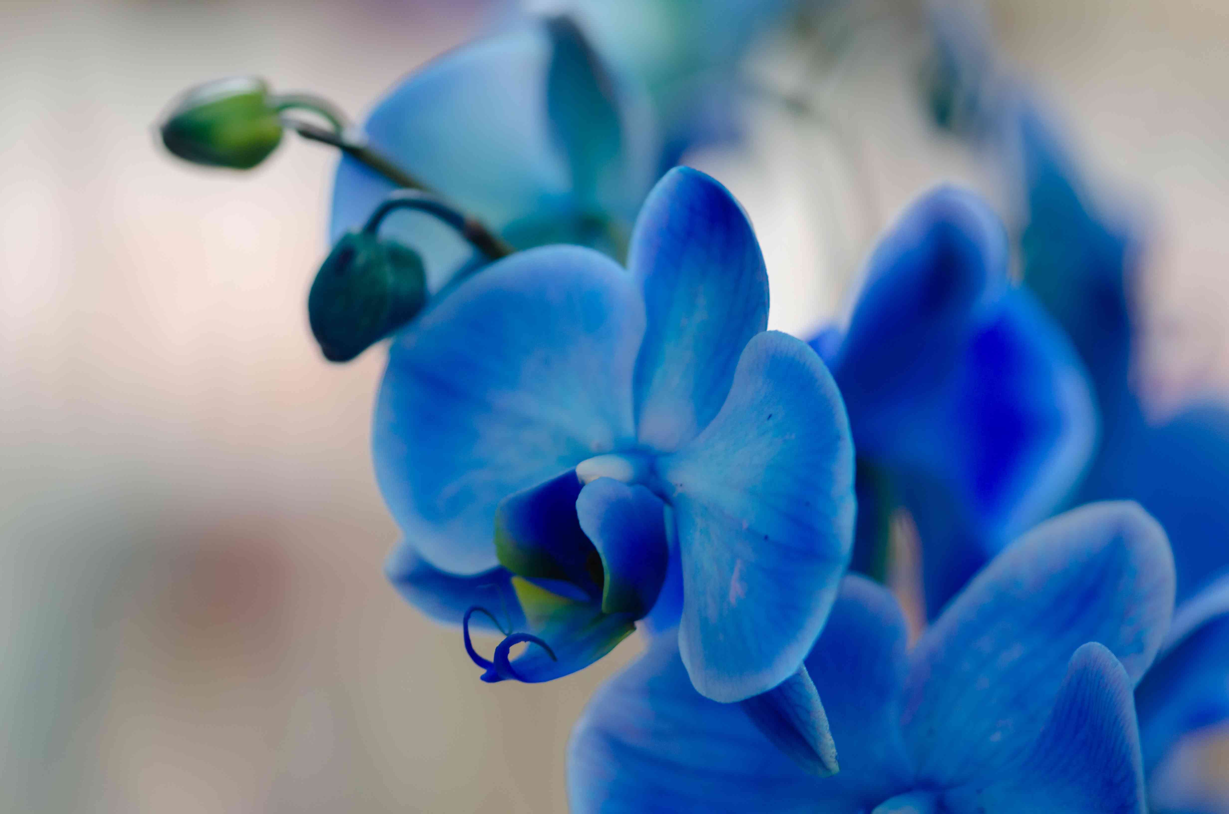 Orhidee Albastra –Naturala? Sau Mutant?