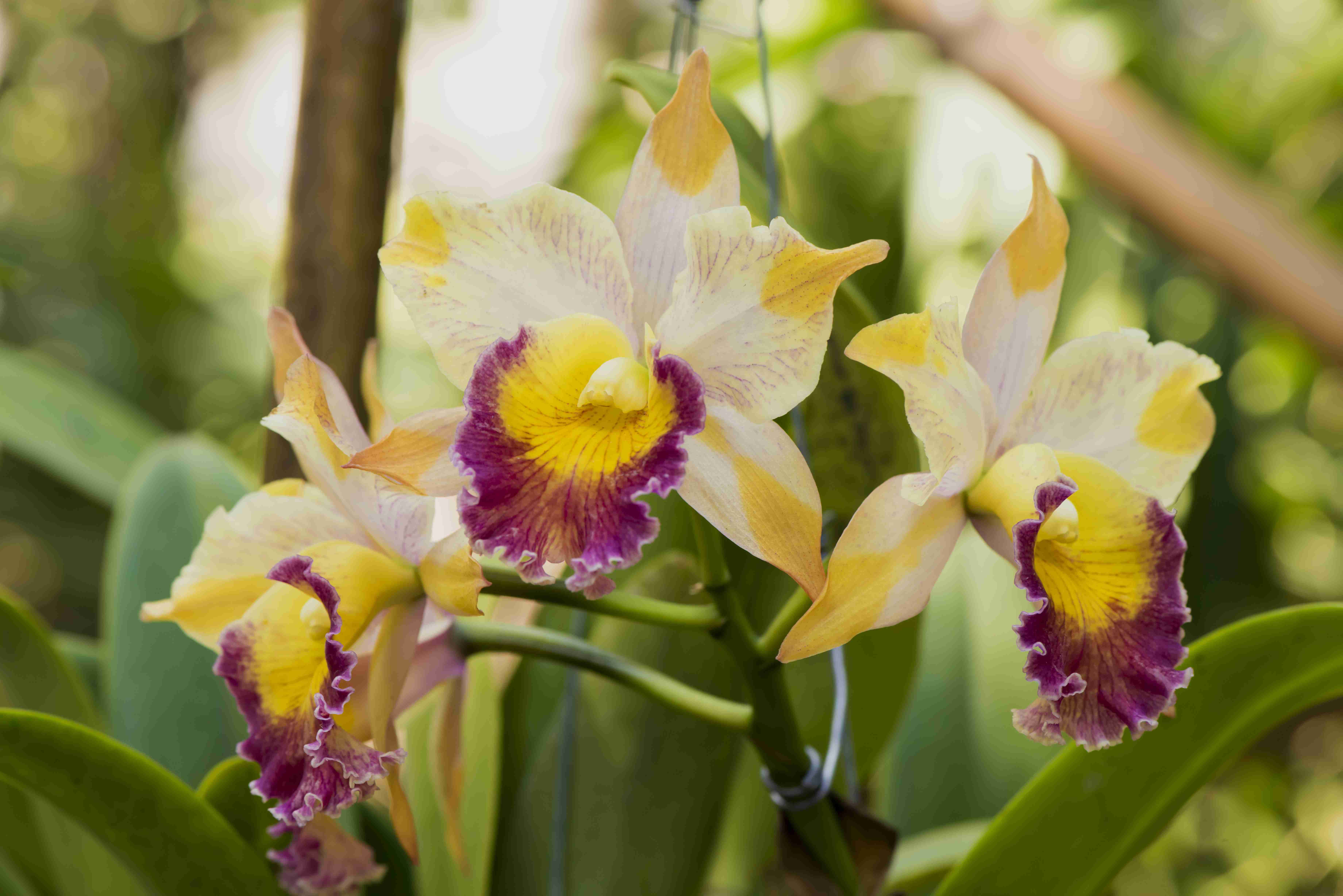 orhideea cattleya ingijire