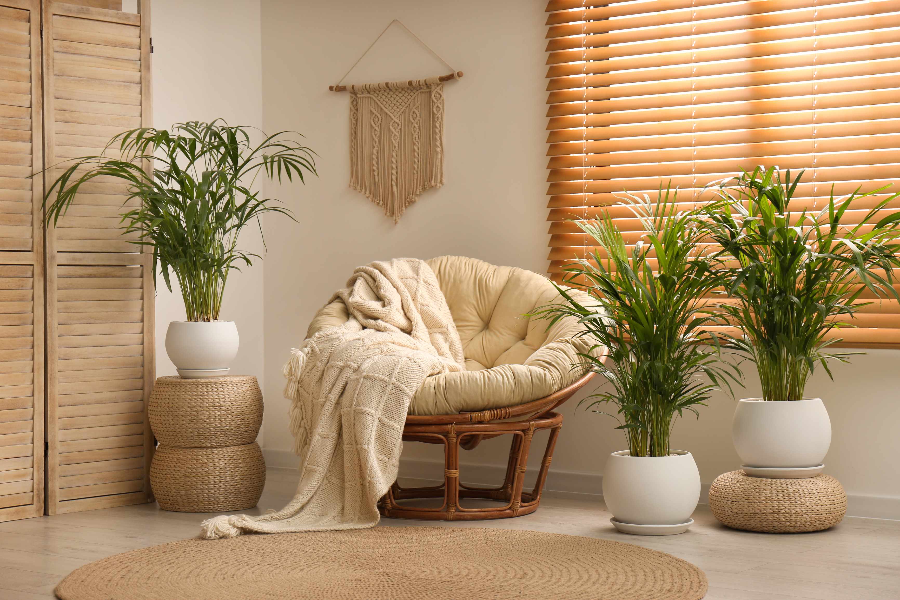 Cum să-ți îngrijești palmierul Areca - Dypsis Lutescens pentru o viață lungă și sănătoasă