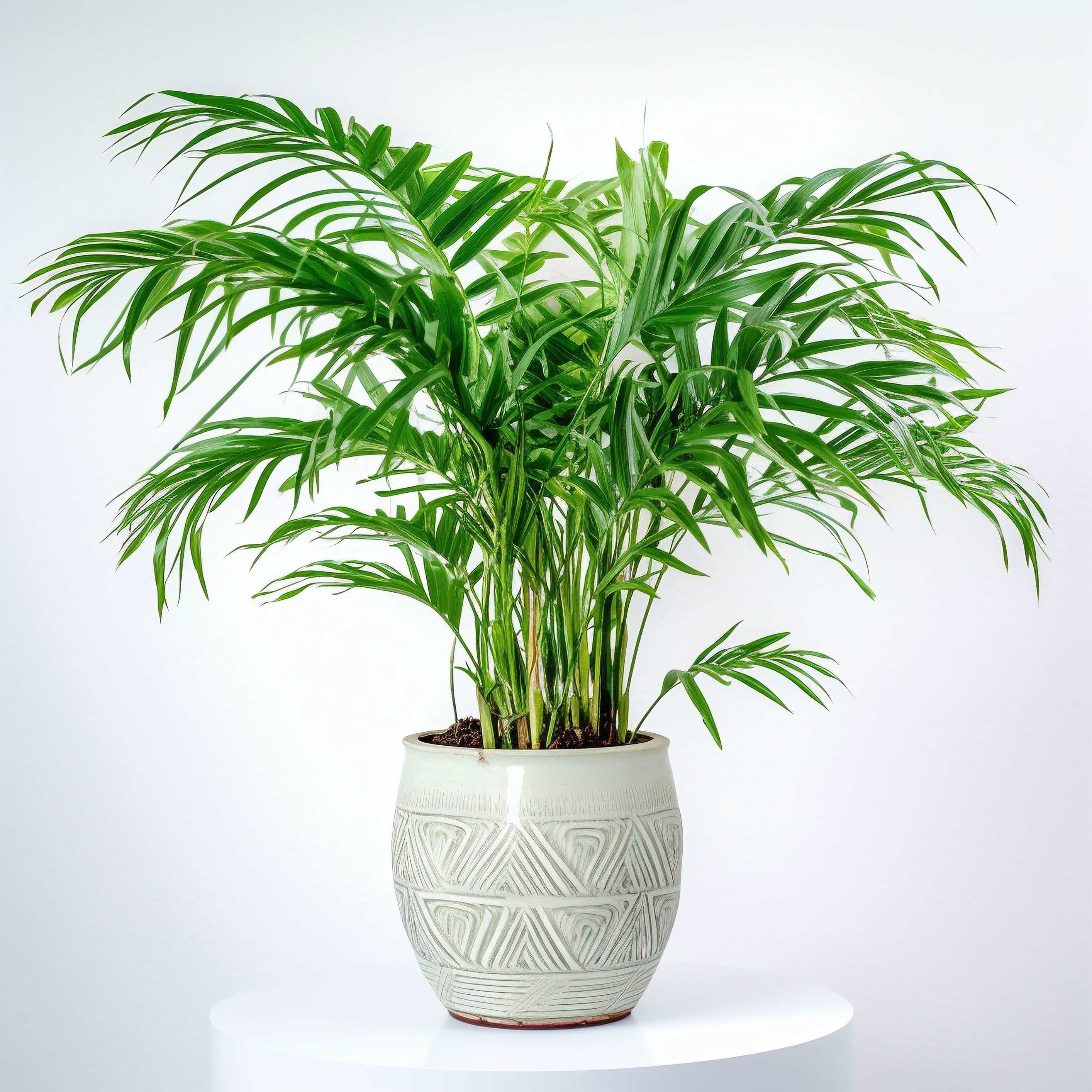 Ingrijire Palmier Chamaedorea Elegans