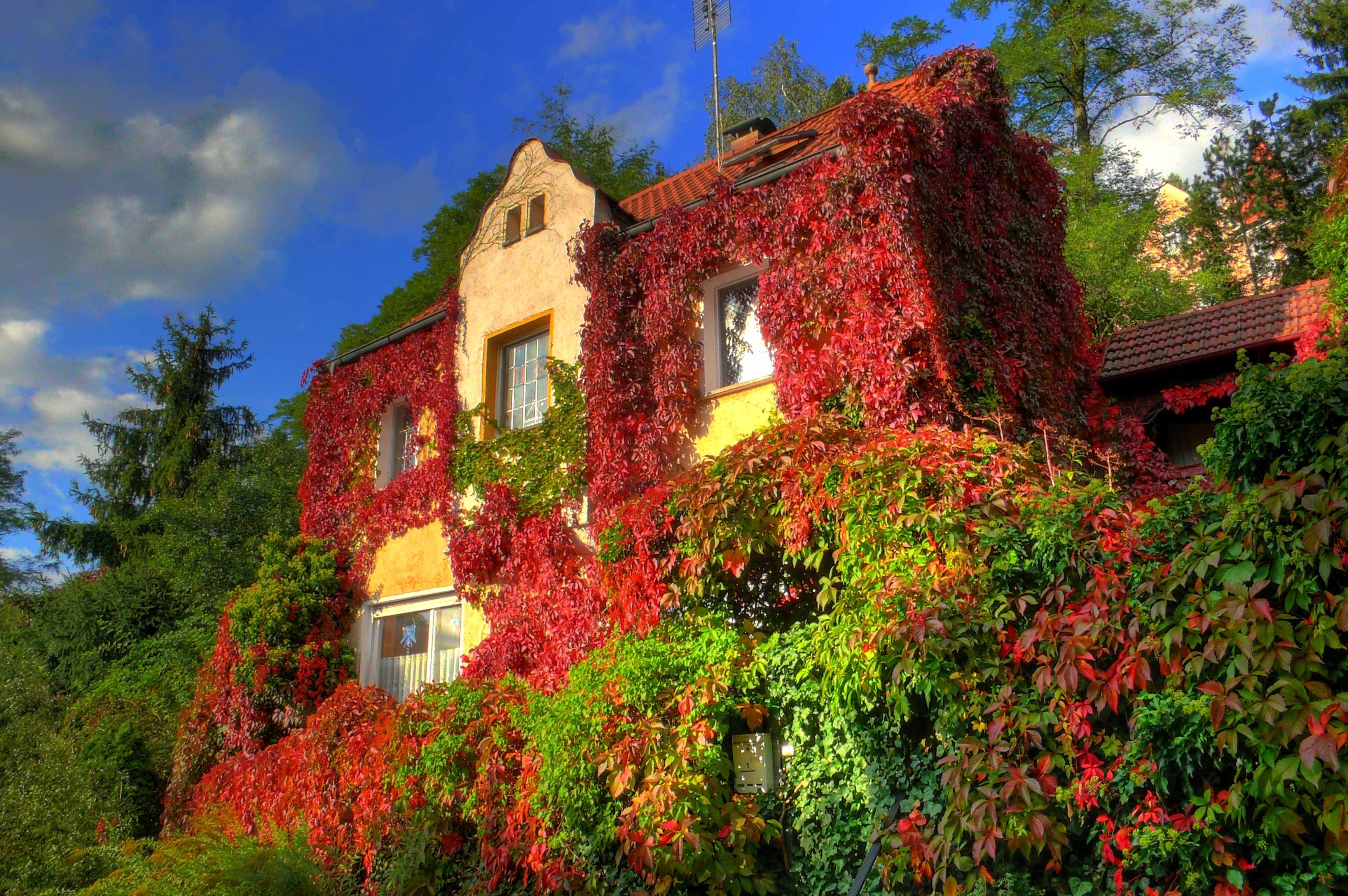 Cum să îngrijești Vița Canadiană (Parthenocissus): Ghid complet pentru o plantă cățărătoare spectaculoasă