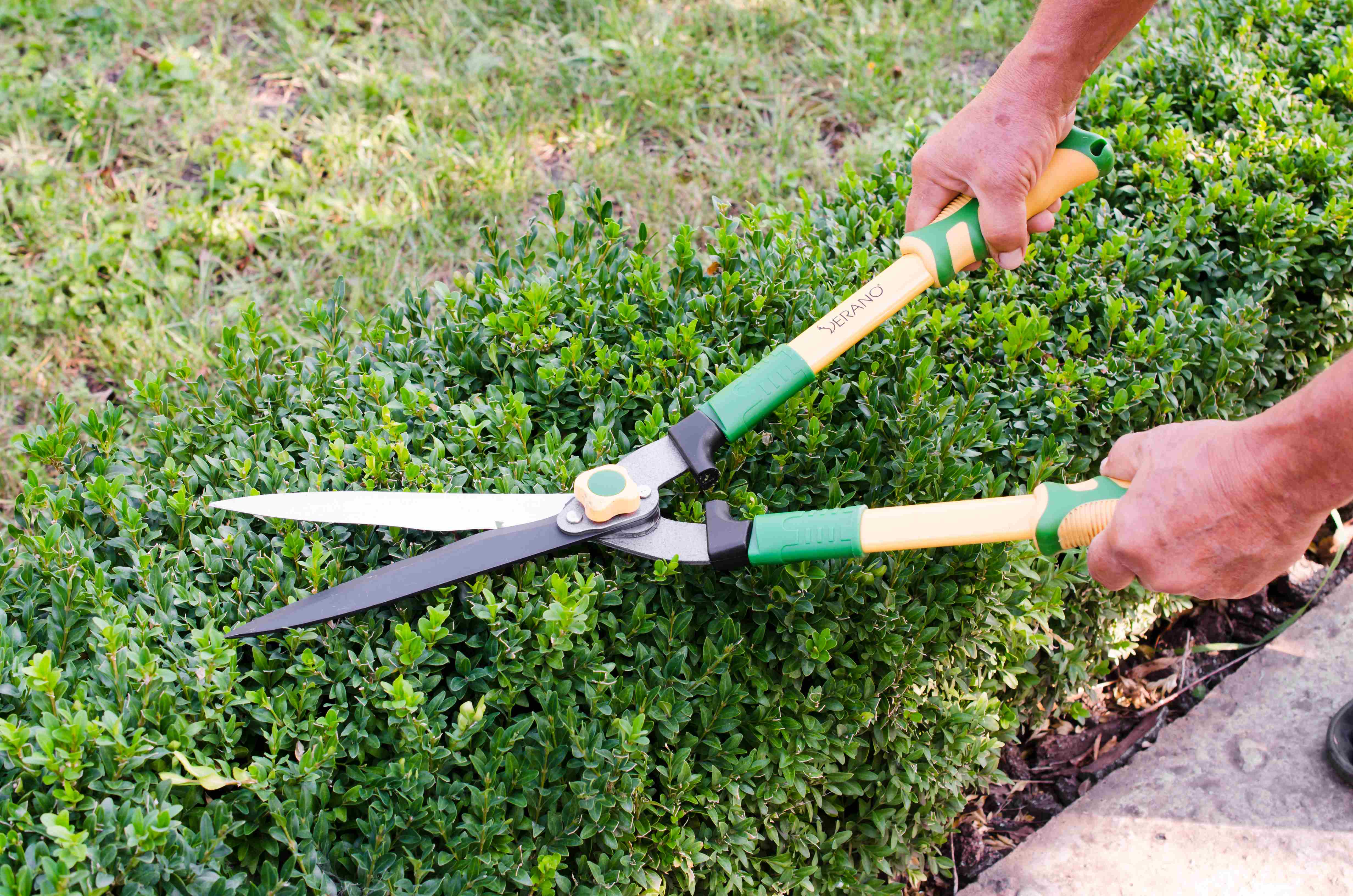 Cum să îngrijești Buxus sempervirens - Ghid complet pentru o plantă veșnic verde sănătoasă