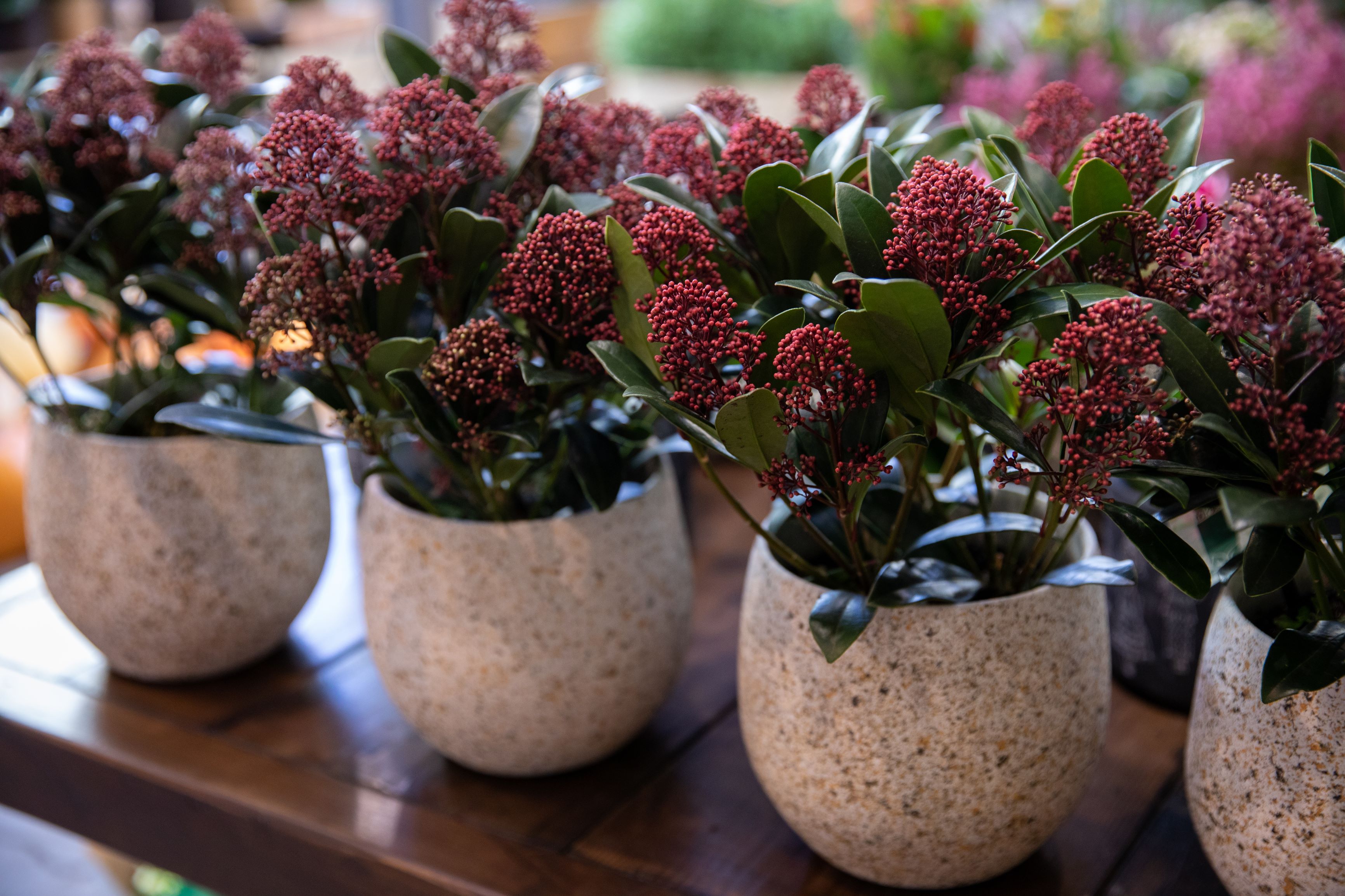 Skimmia Japonica - ingrijire