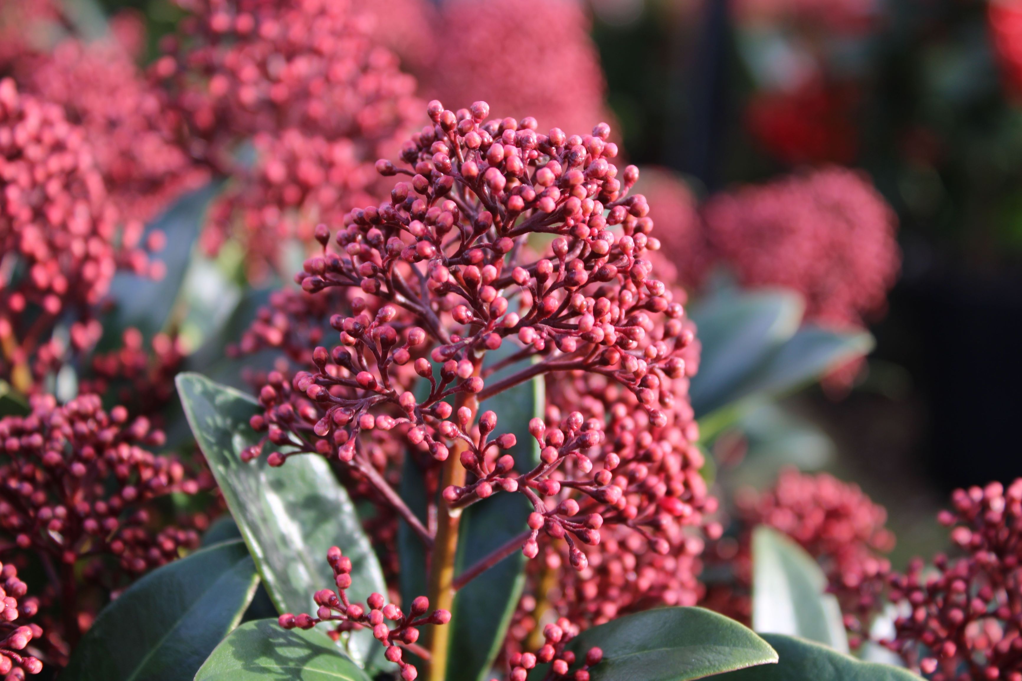 Cum să îngrijești Skimmia japonica: Ghid complet pentru un arbust veșnic verde spectaculos