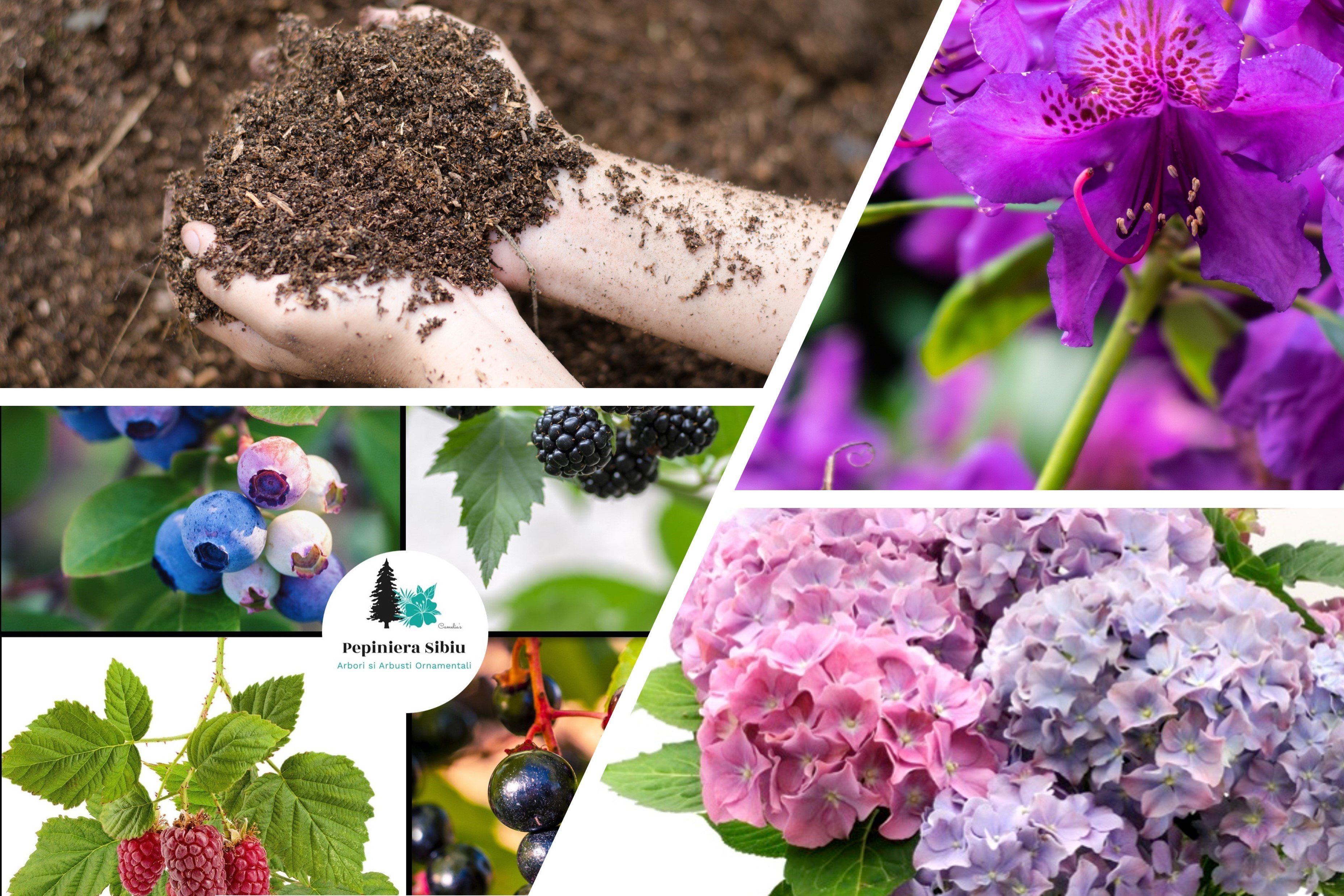 Substrat, turba acida pentru Plante acidofile - Ghid complet