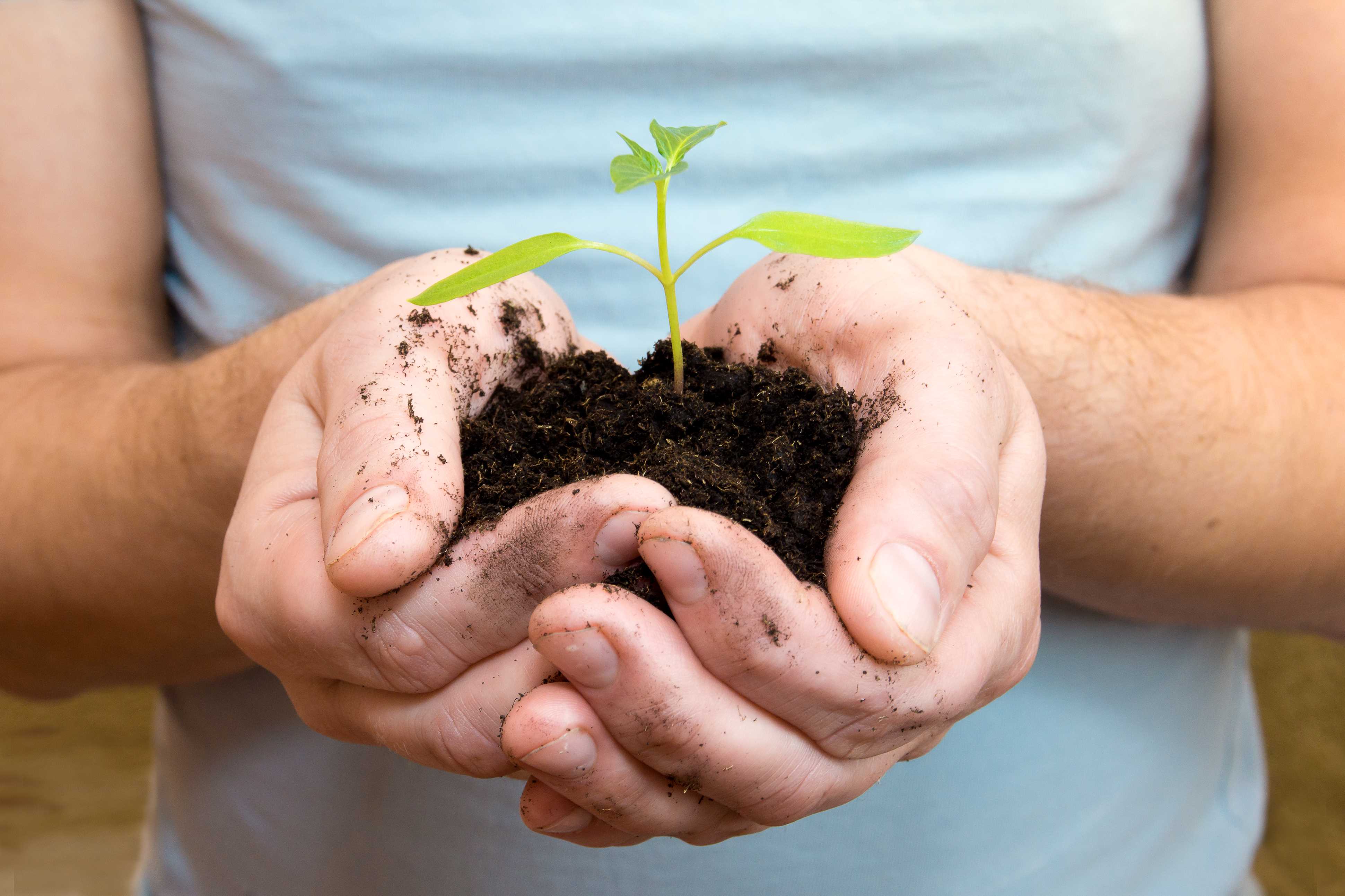 Substratul, turba universala. Când, la ce plante și cum se folosește - Ghid complet
