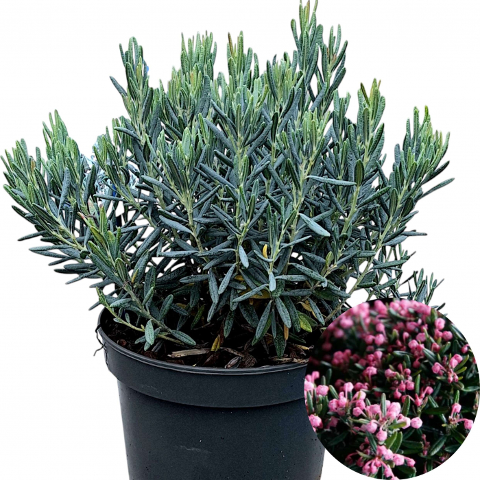 Andromeda P. - Blue Lagoon - 30cm+ [2]