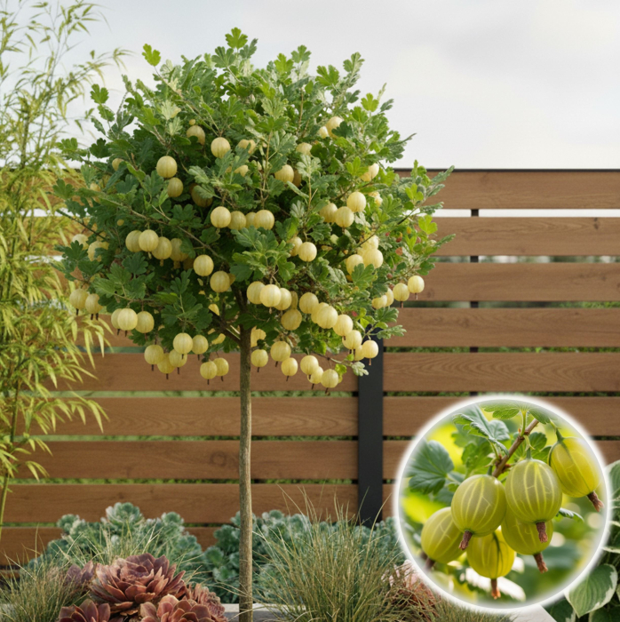 Agris Galben - Pomisor - 130cm+ [1]