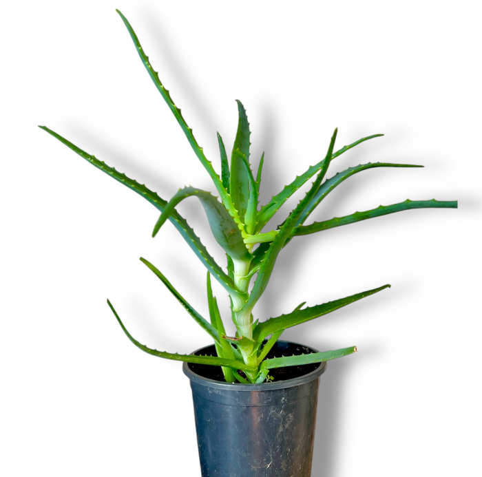 Aloe Arborescenta - 40cm [2]