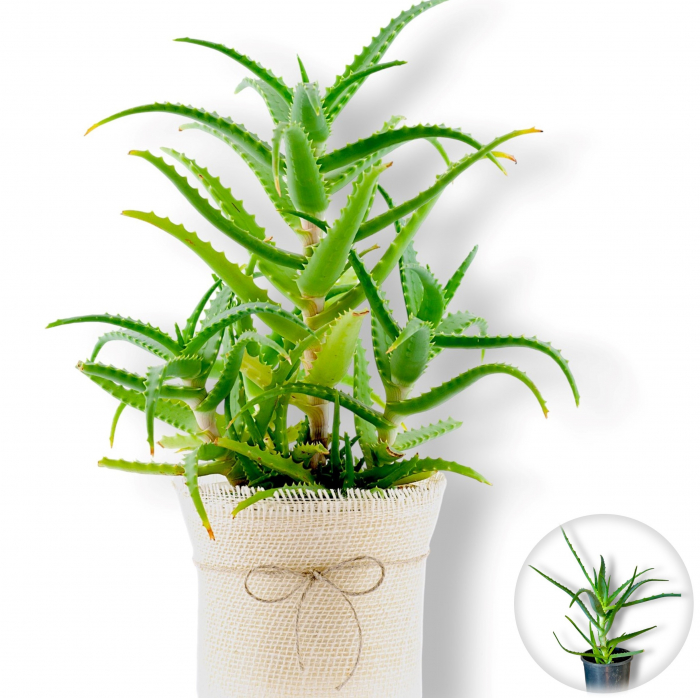 Aloe Arborescenta - 40cm [1]