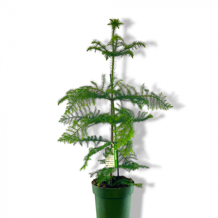 Araucaria het. - Brad Interior - 100cm [3]