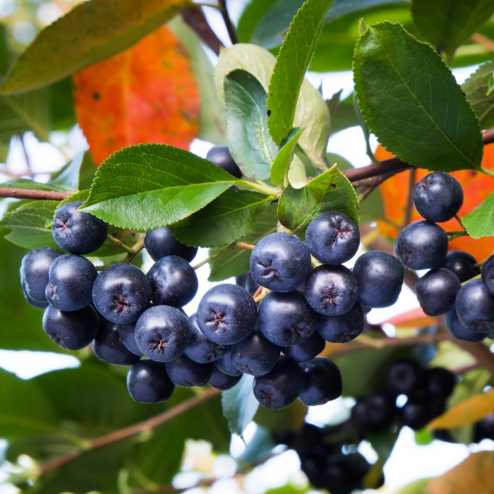Aronia M. Hugin - 60cm+ [2]