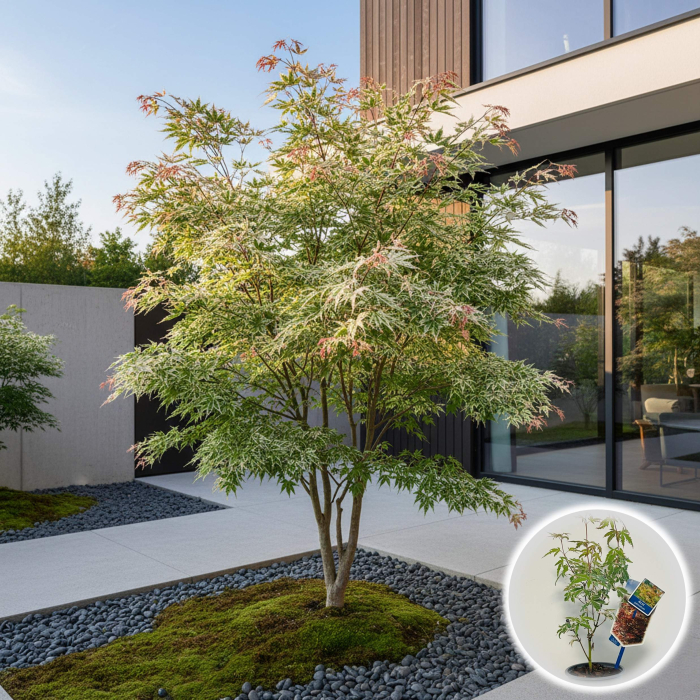 Artar Japonez Butterfly - 35cm+ (P9) [1]