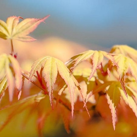 Artar Japonez Katsura 100cm (5Litri) [2]
