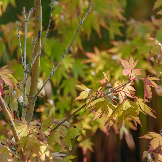Artar Japonez Katsura 100cm (5Litri) [4]