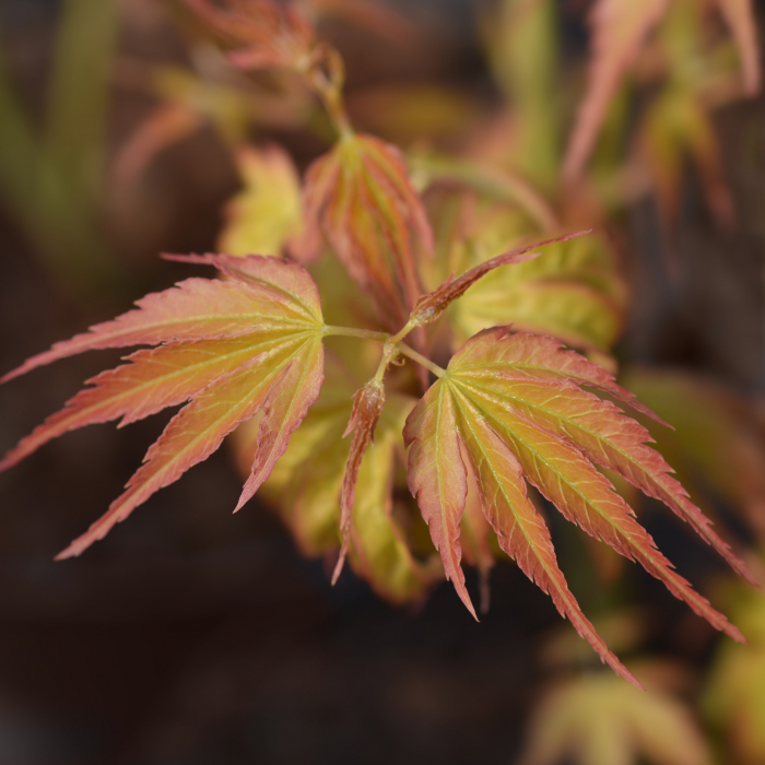 Artar Japonez Katsura 100cm (5Litri) [3]
