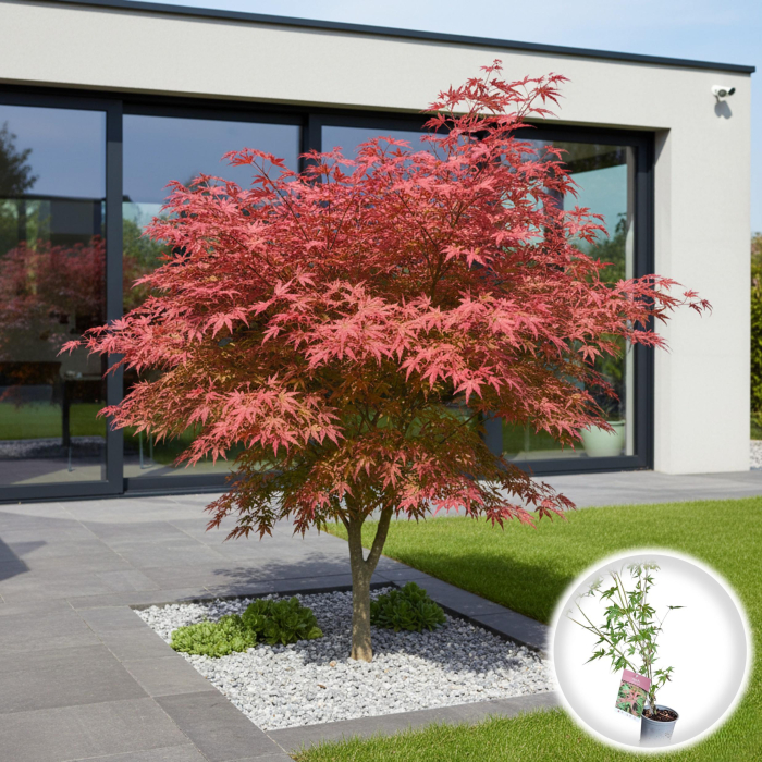 Artar P. Phoenix 50cm (2L) [1]